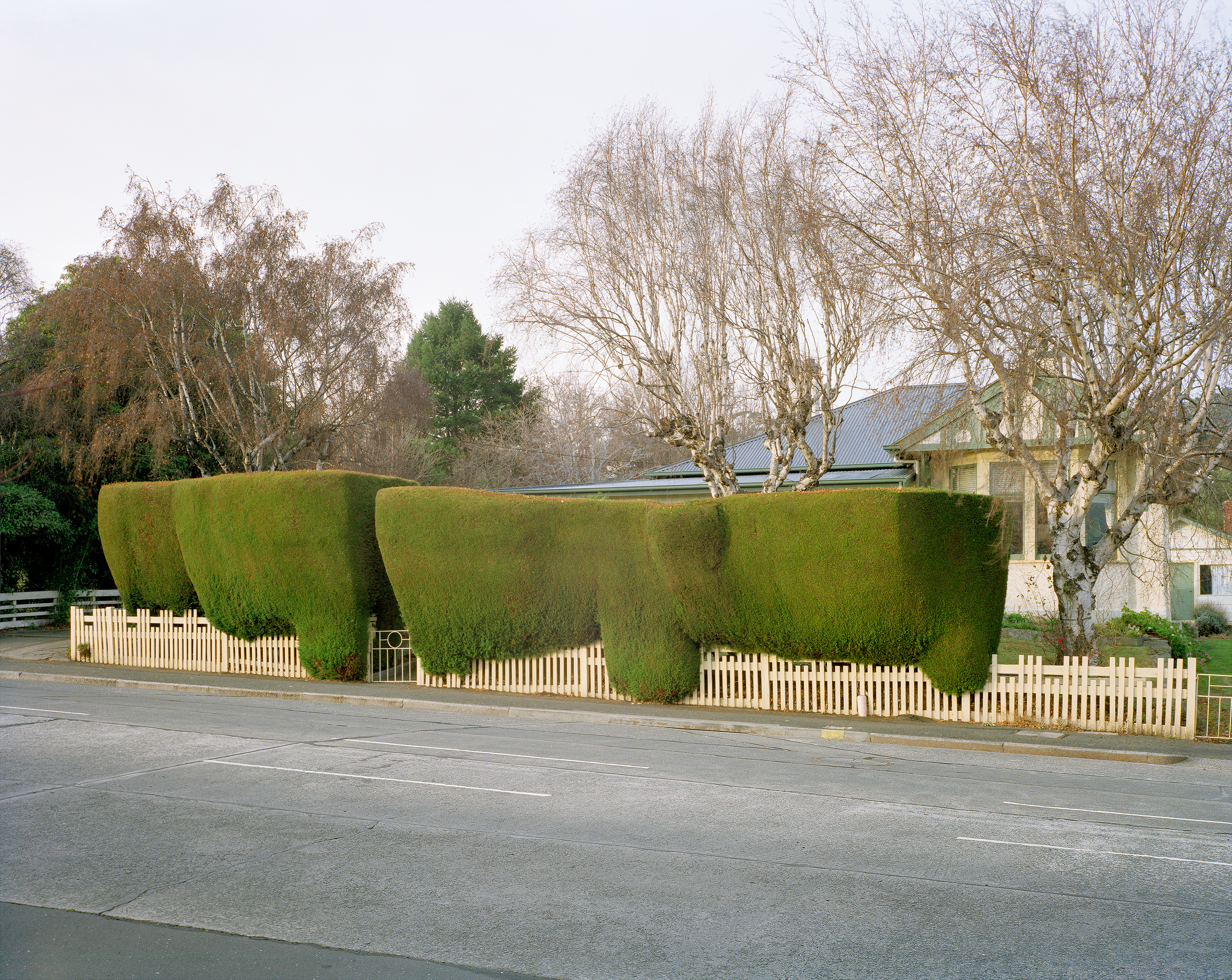 Hedge No.2, archival inkjet print, 100cm x 94cm, edition of 6