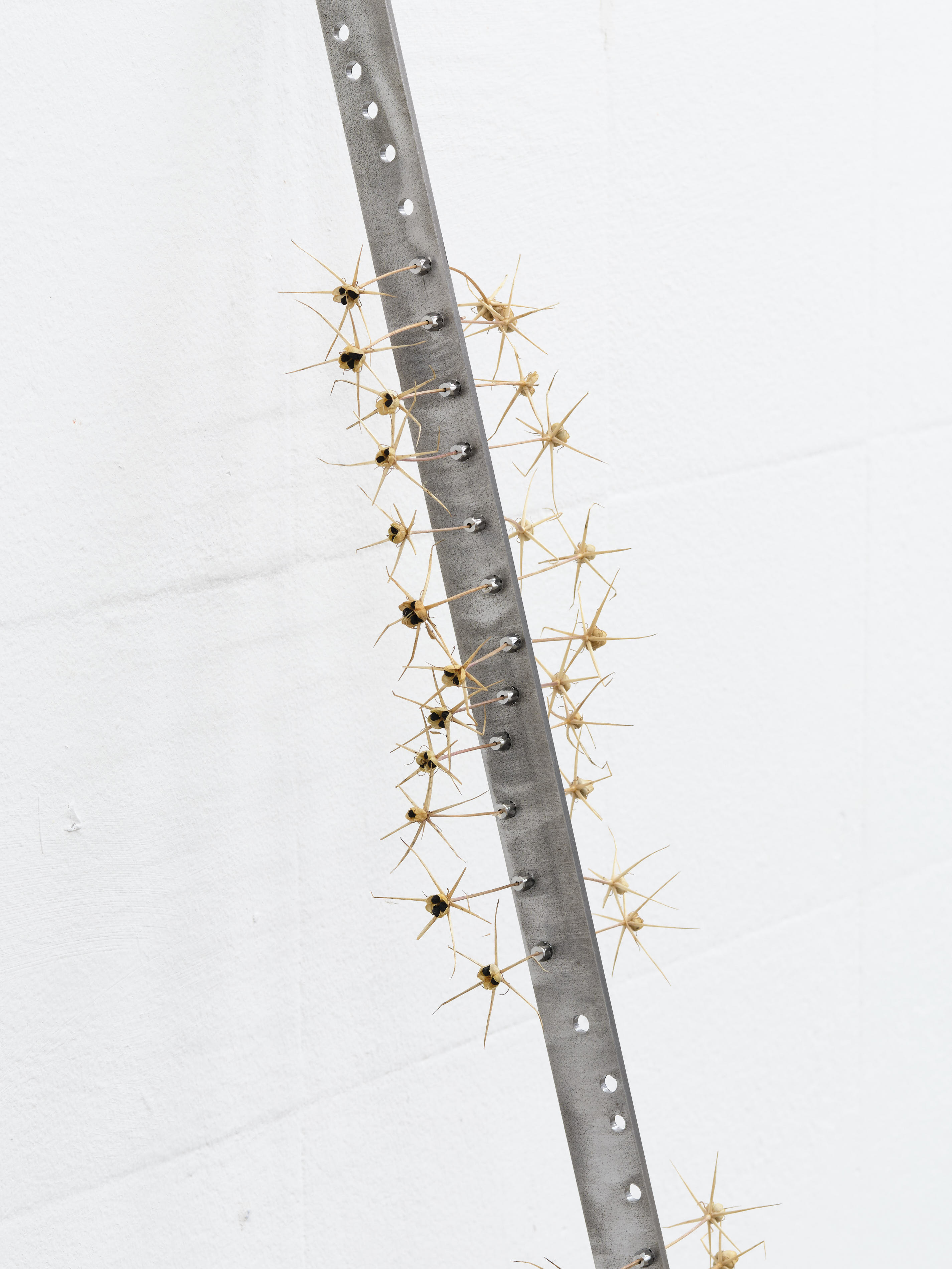 Dulcinea. Jasmine Pajdak [photo credit: M8R8S Studio]