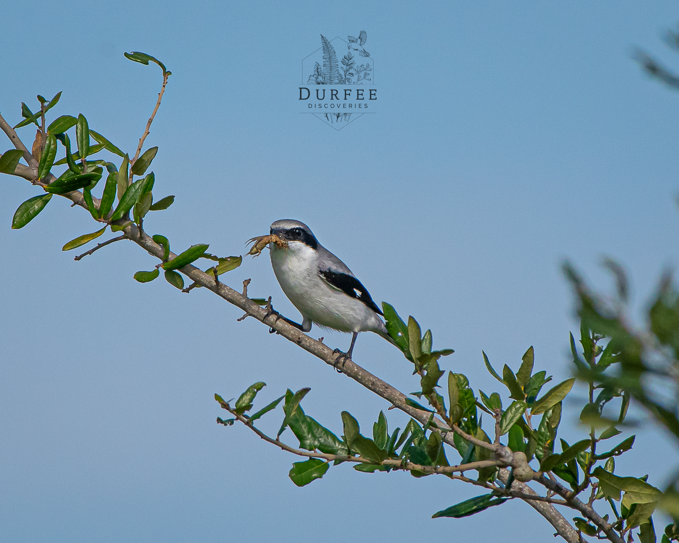 Loggerhead Shrike - Palm Harbor, FL
