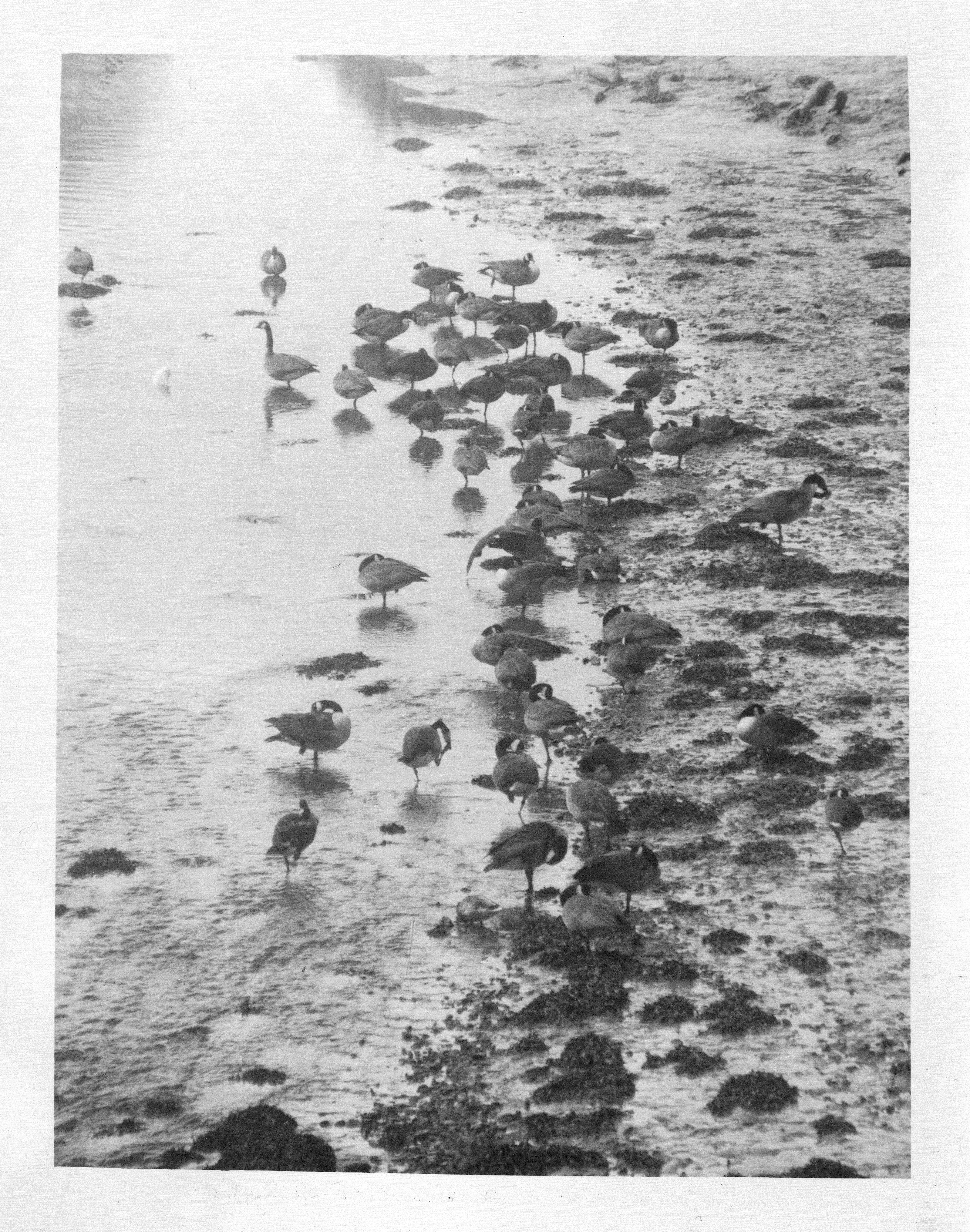 Untitled (time service) (approx 4 x 5”) Silver-Gelatin print. 2016