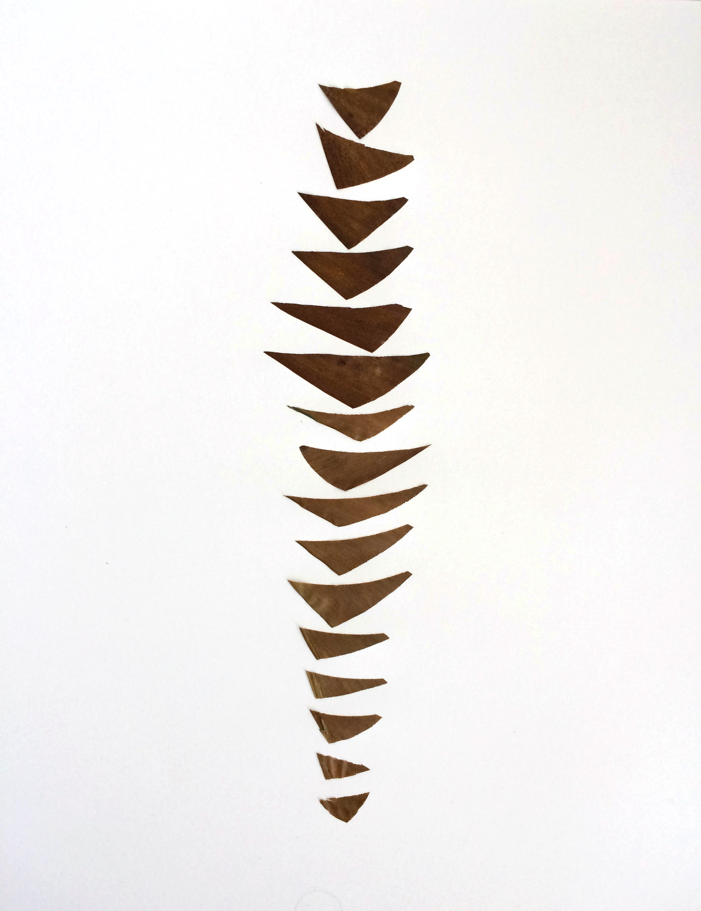 Title: From the series "Drawing on Nature" 2015, pieces of preserved dry Aspidistra leafs on paper. 14"x17 © Andrea Lira