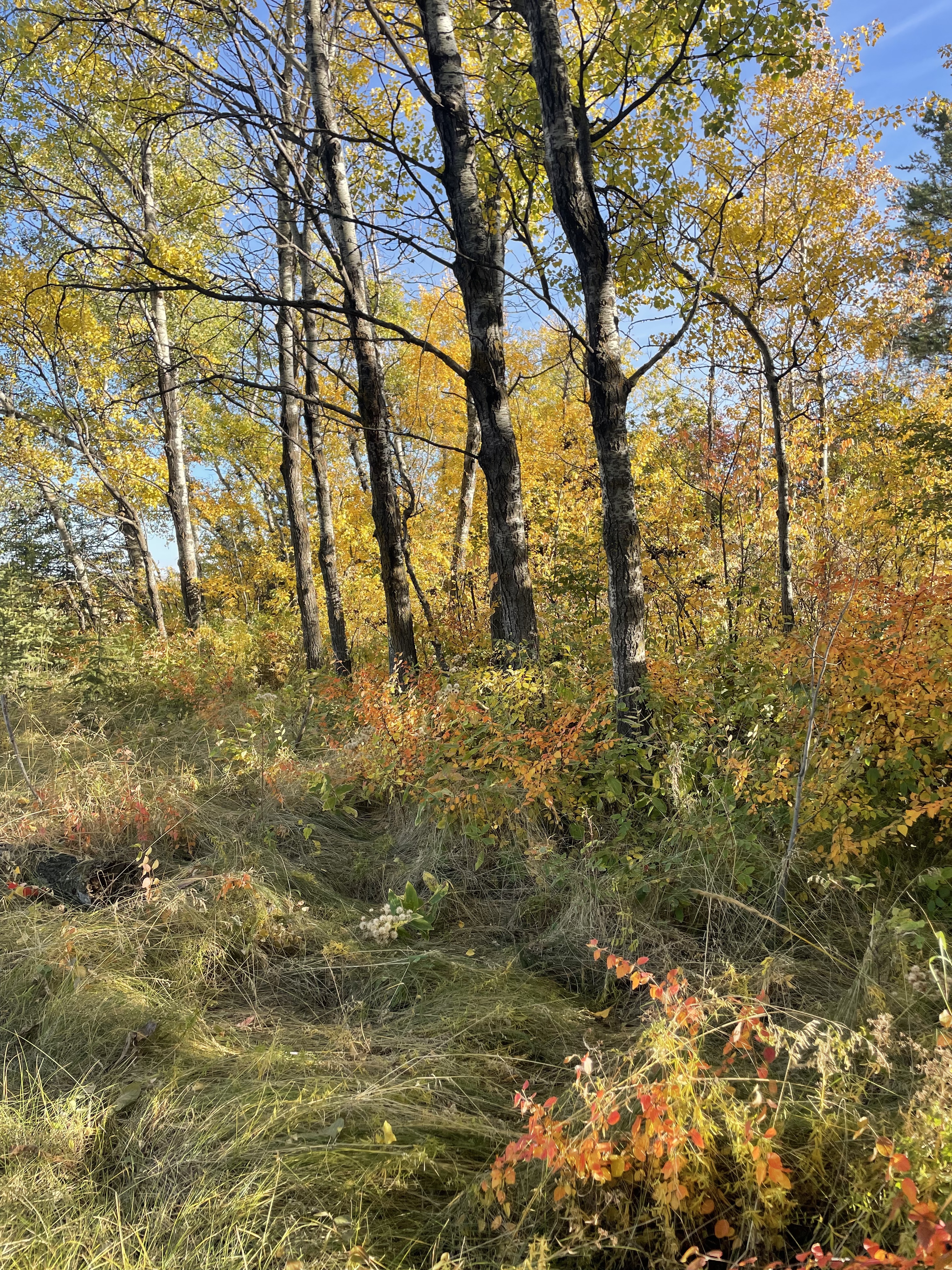 A photo of a forest, it is sunny, the leaves are starting to turn yellow from Fall approaching. There are bushes and grass in the foreground and aspen trees in the background.