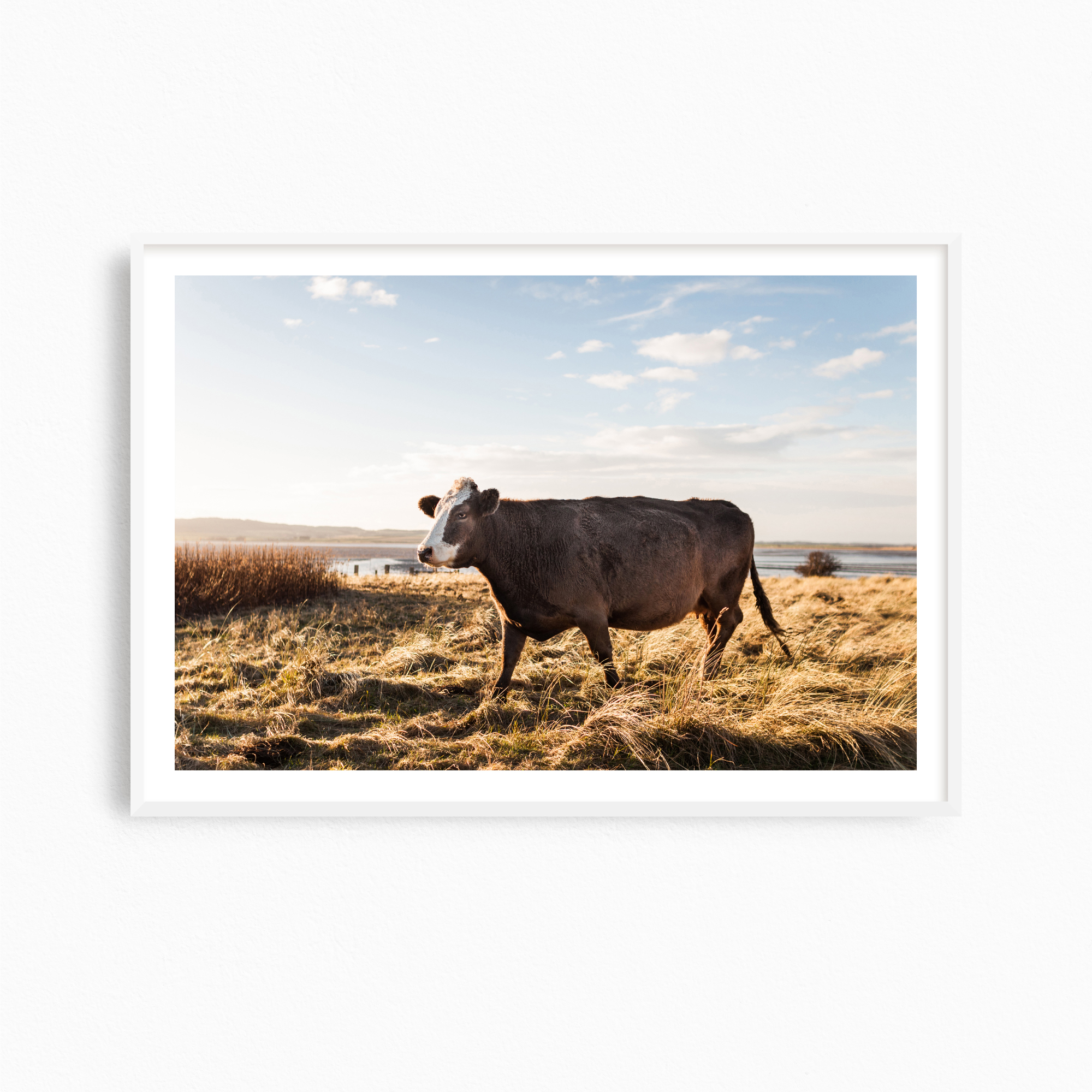 Brown Cow︎