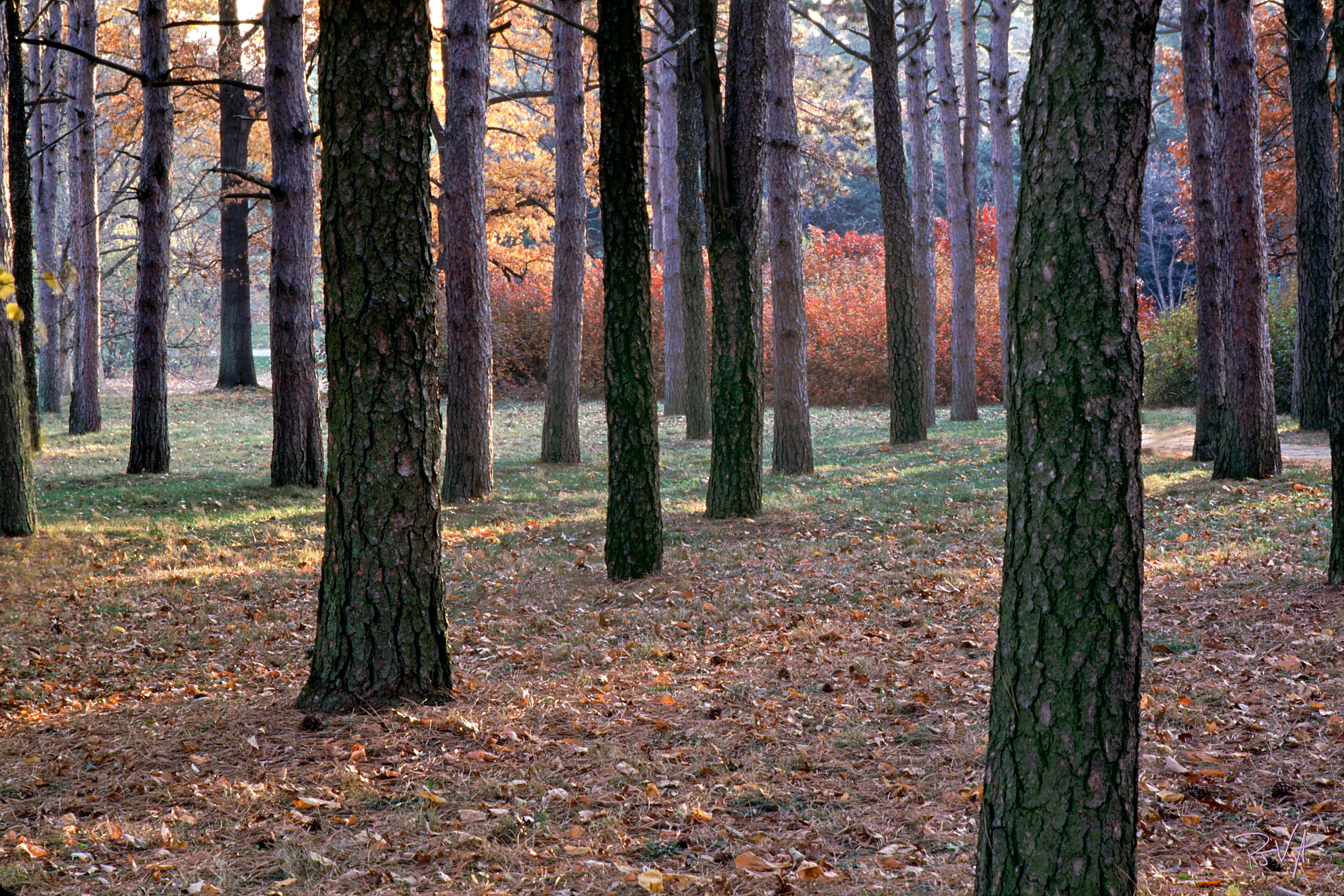 Cathedral Pines, October