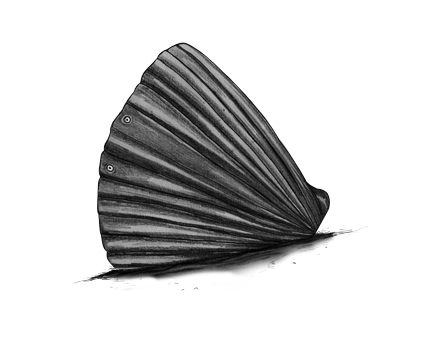 illustrations - MTV - Loducca