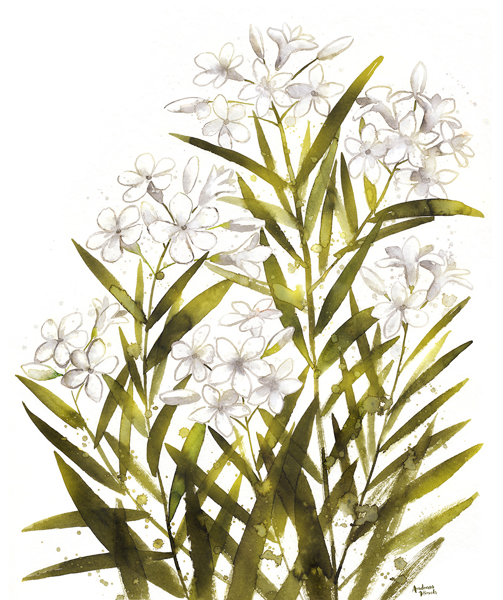 Oleander Poster