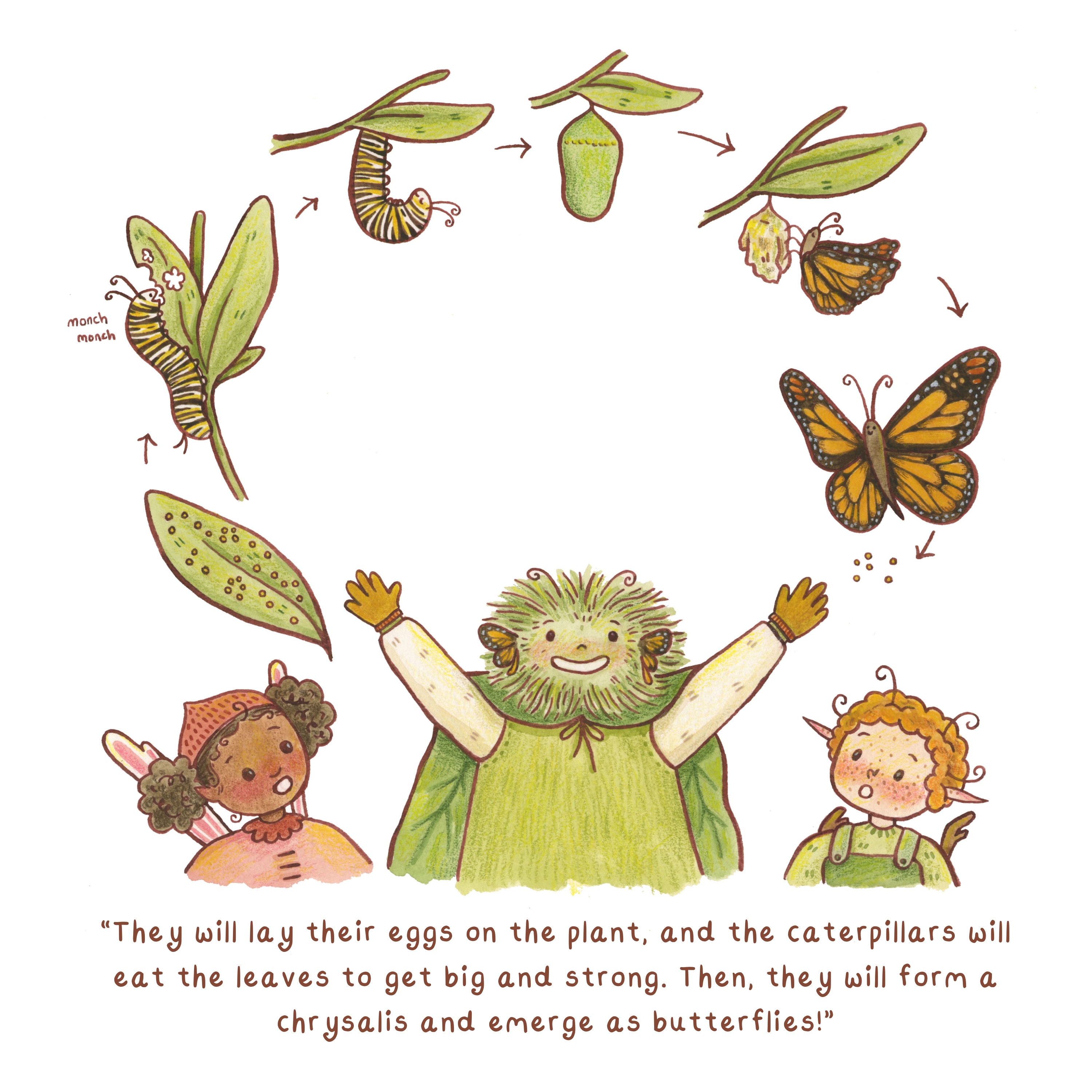 “They will lay their eggs on the plant, and the caterpillars will eat the leaves to get big and strong.”watercolor, ink, colored pencil, 12” x 12” 2023