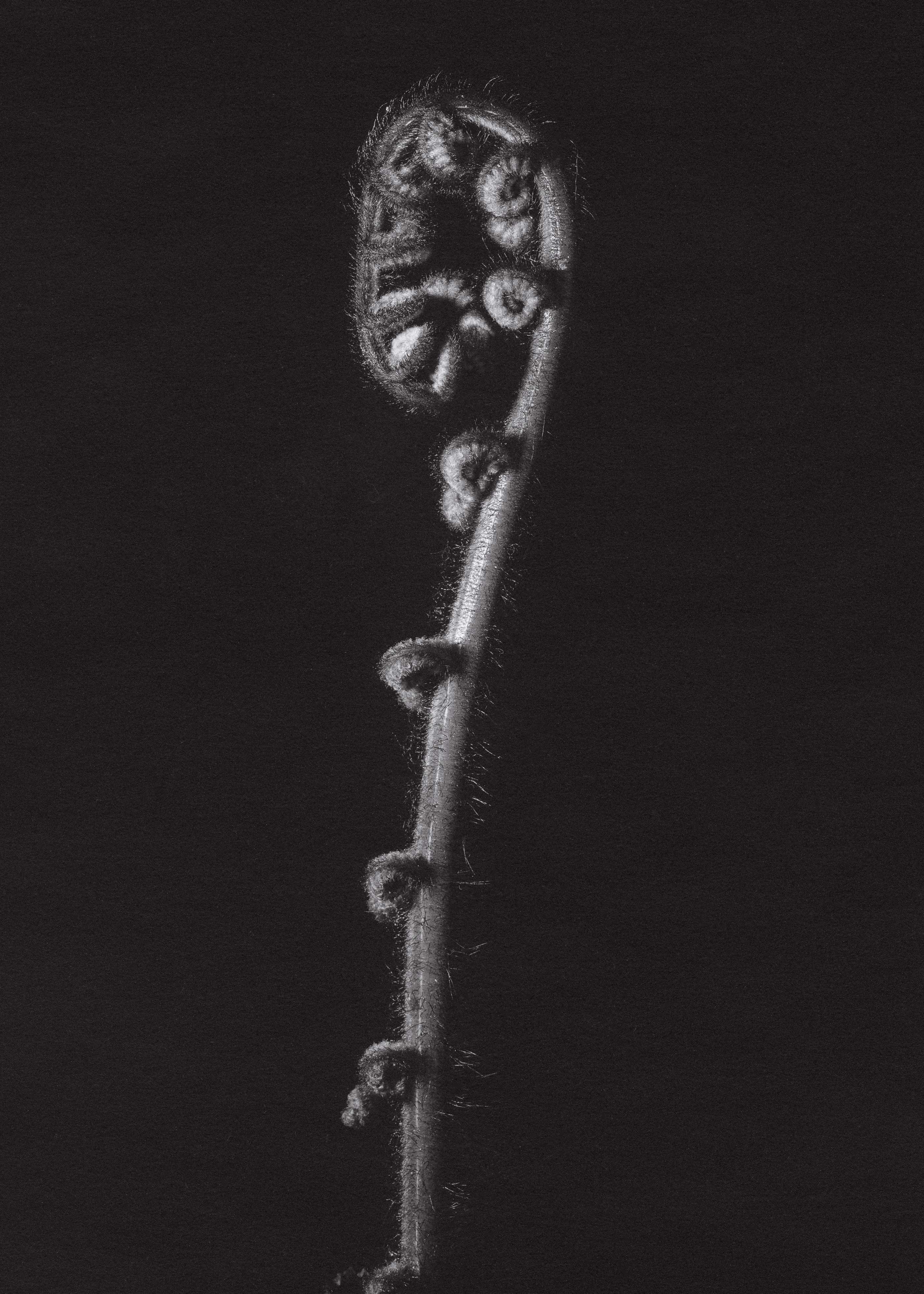 Koru - Dicksonia squarrosa