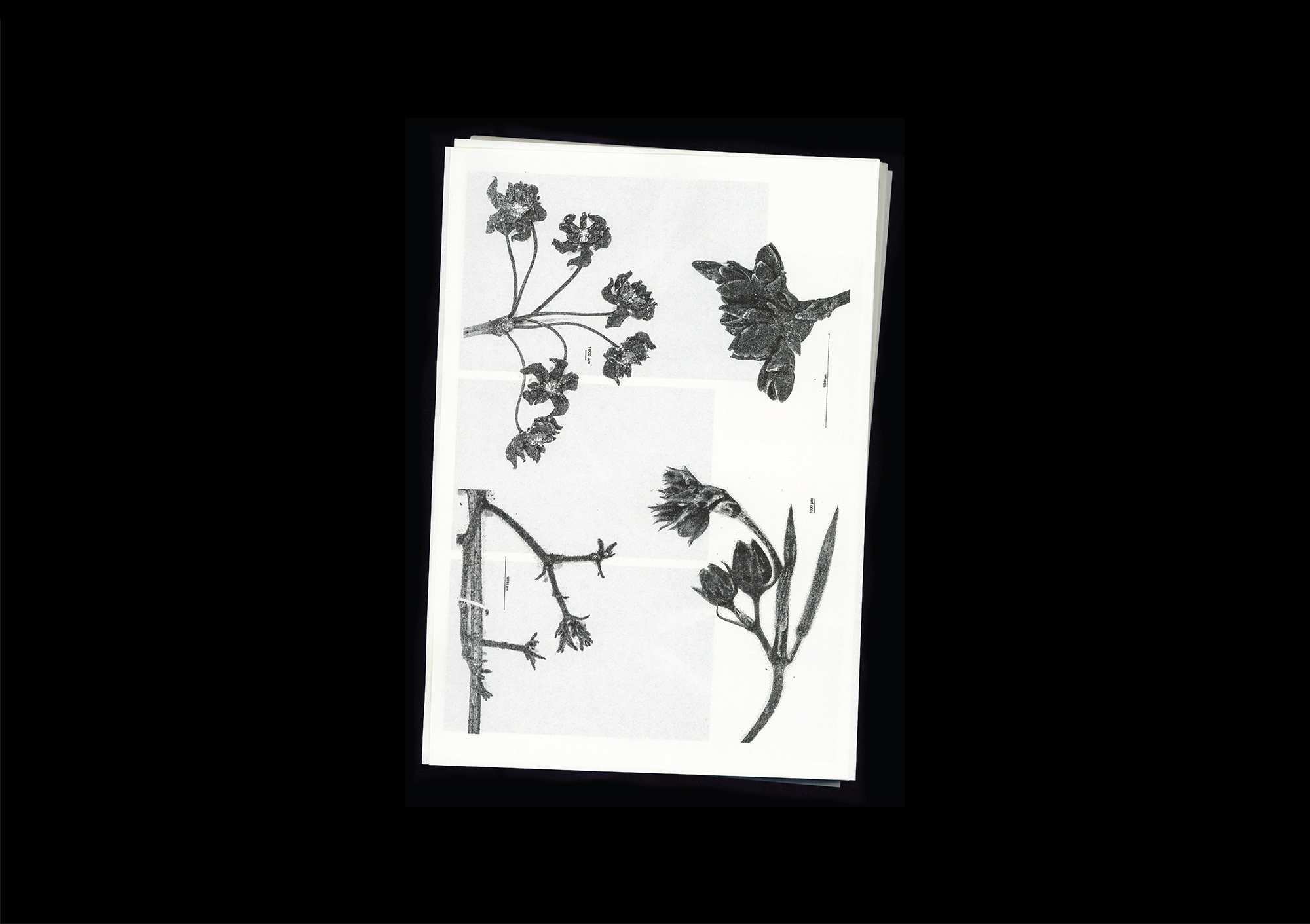 《顯微影像》