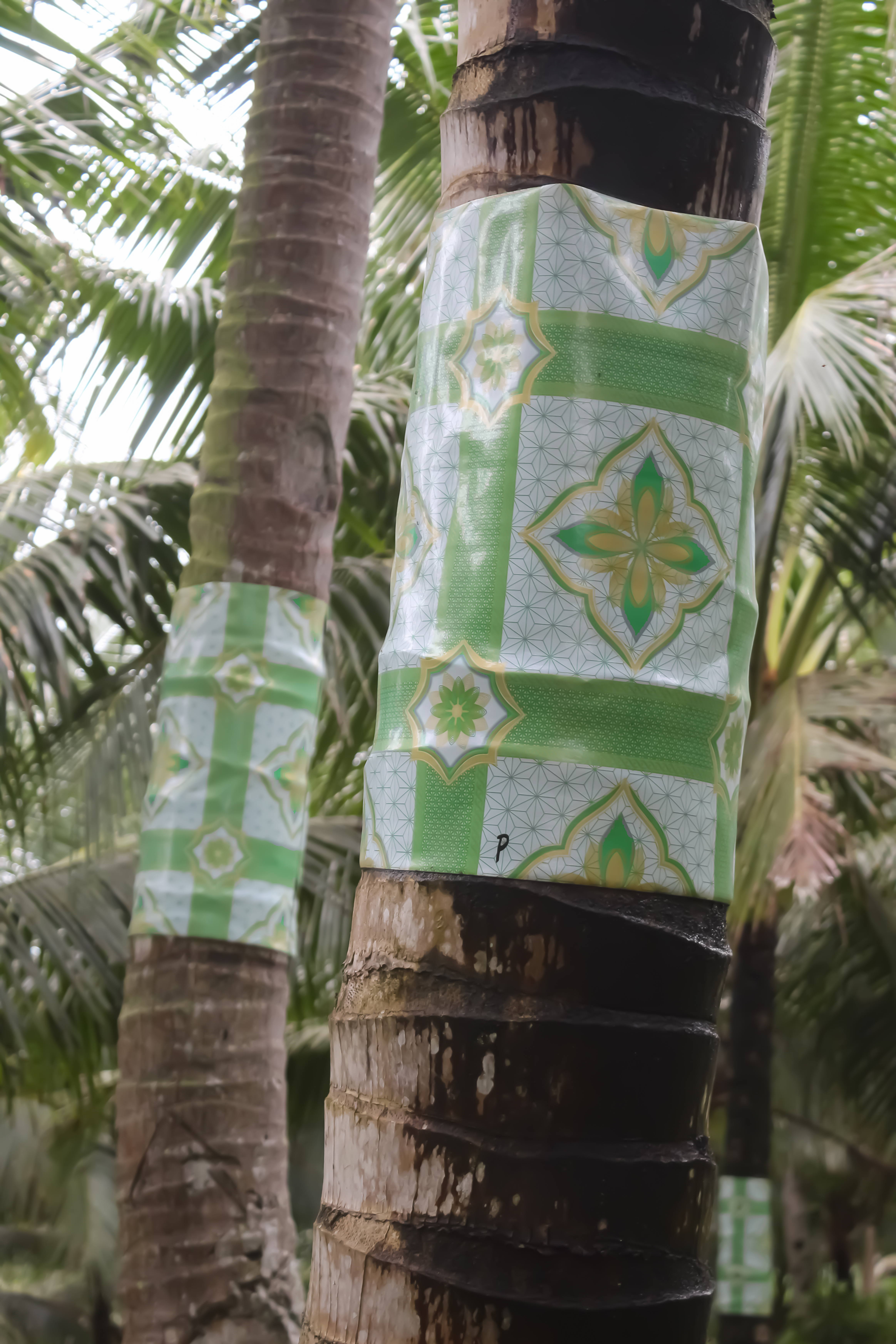Vinyl tablecloth around coconut trees serve as mice deterrent⚲ Davao de Oro, Region XI © Bea Misa Crisostomo
