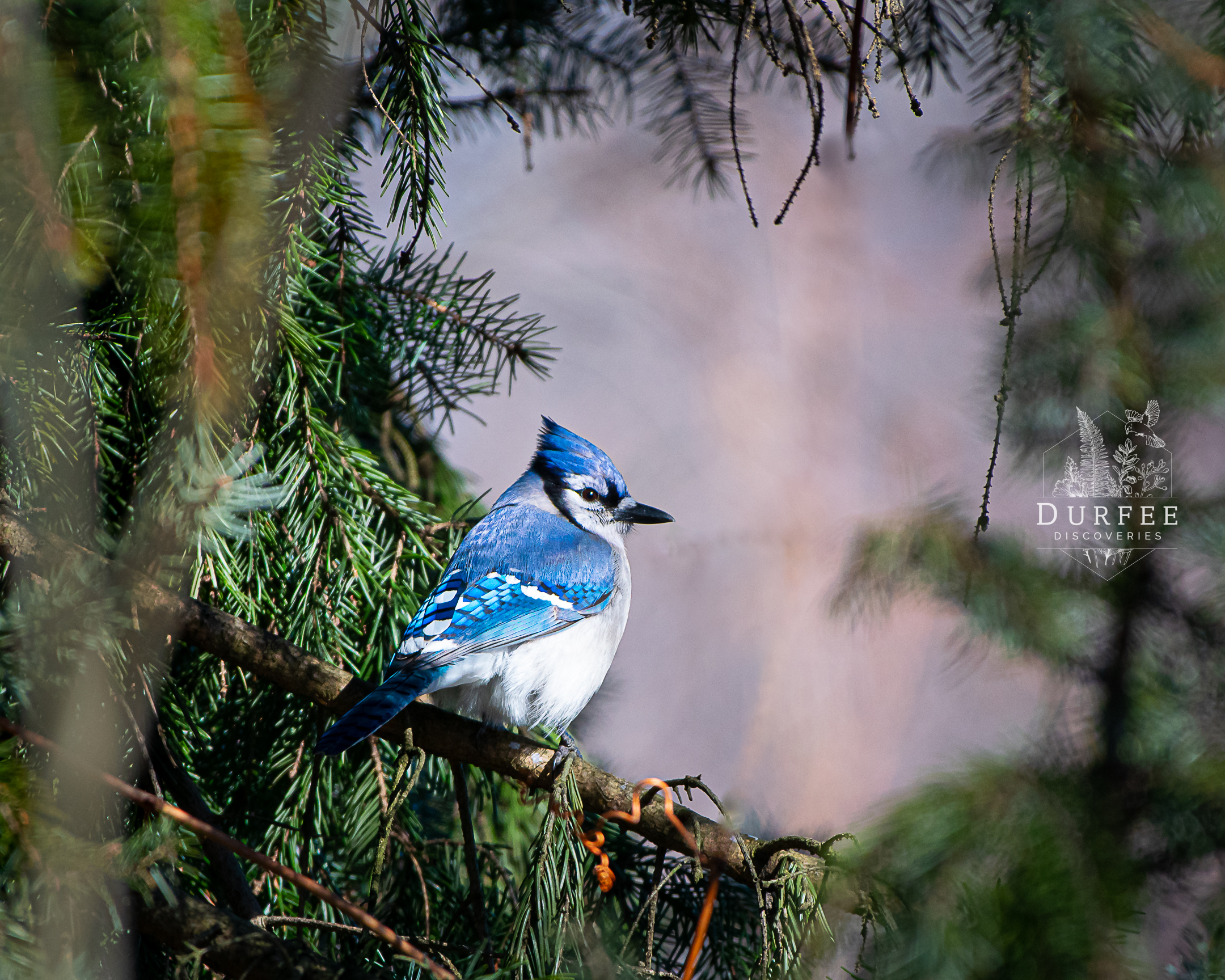 Blue Jay - Erie, PA