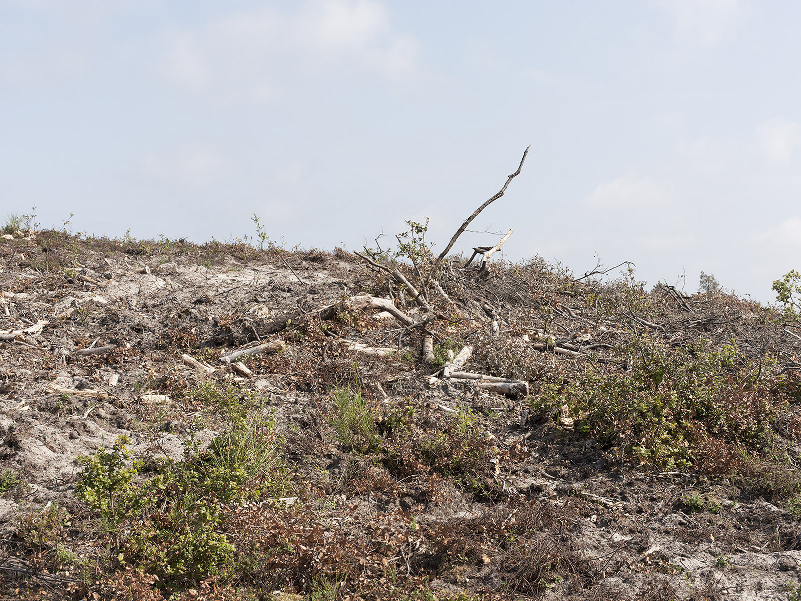 Clear cutting, north of Hourtin-plage, June 2016.
