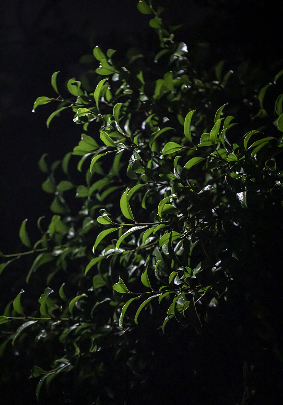 PHOTOGRAPHY RAF STUDIO  VILLA KUJOYAMA KYOTO ART CENTER SYNCHRONICITY EXHIBITION