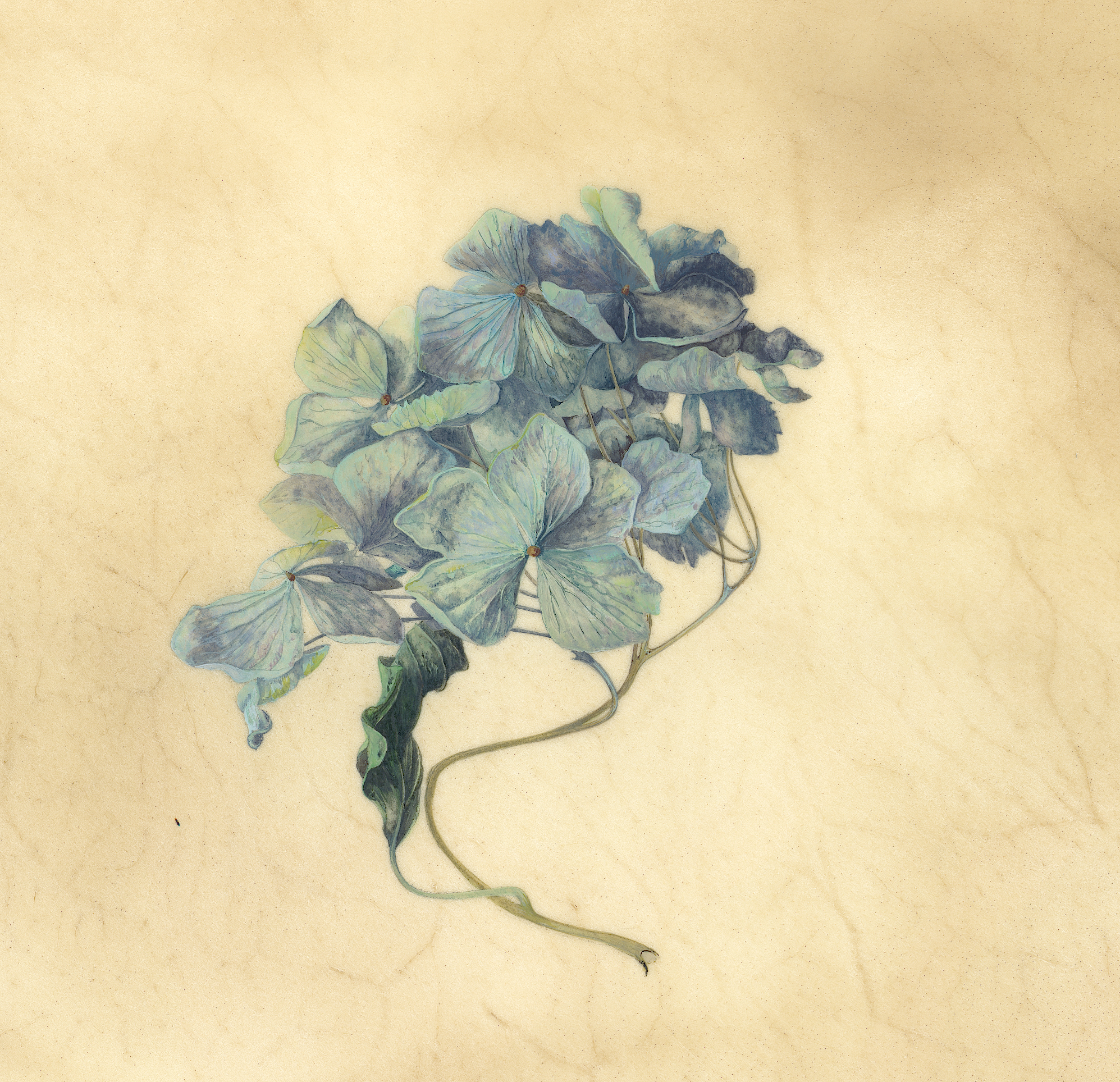The pale blue hydrangea