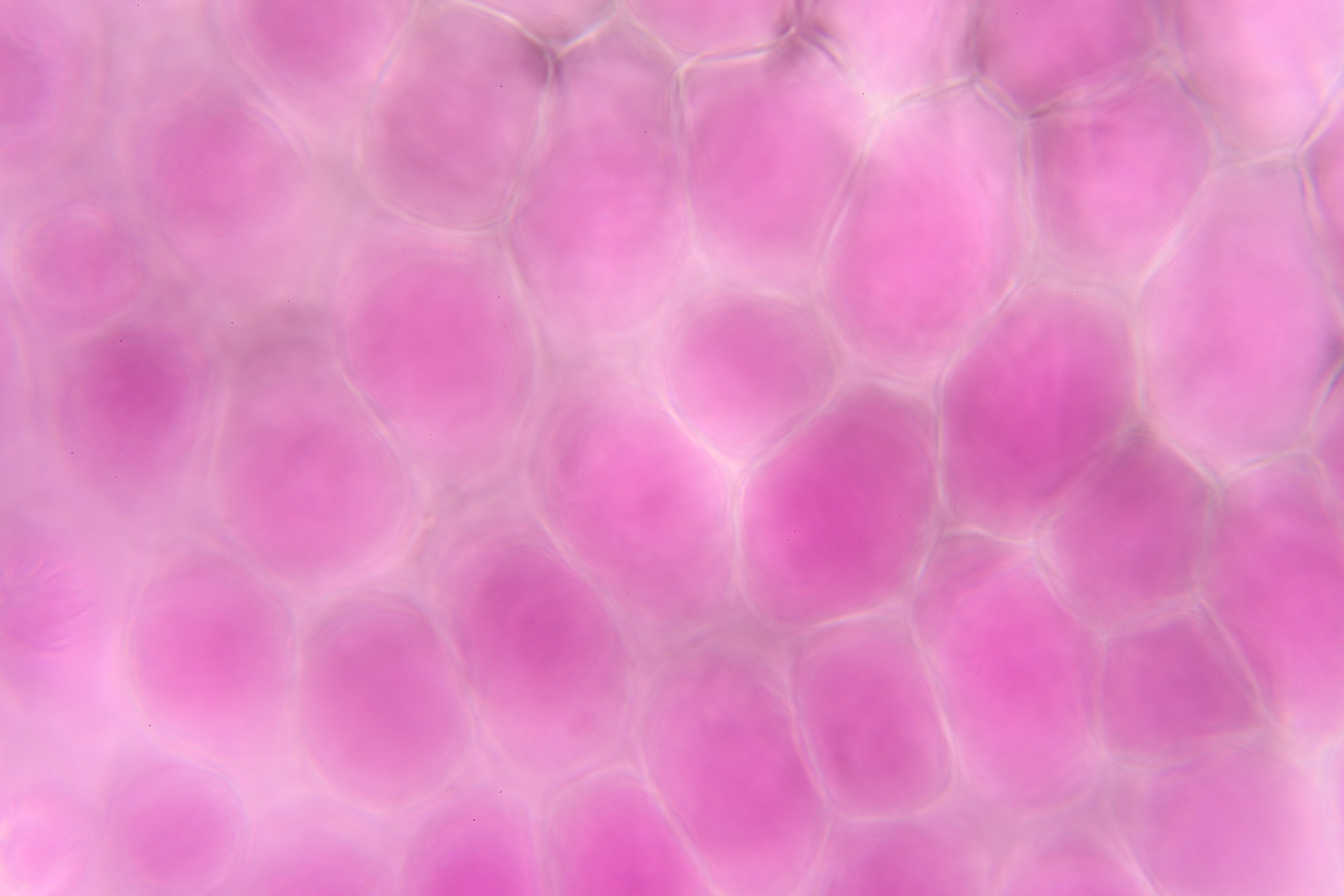 Flower Petal / Digital Photo