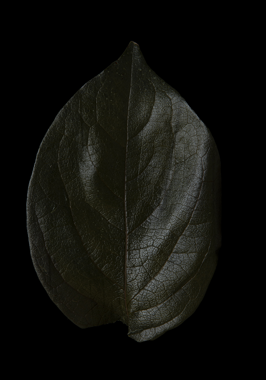 PHOTOGRAPHY RAF STUDIO  VILLA KUJOYAMA KYOTO ART CENTER SYNCHRONICITY EXHIBITION