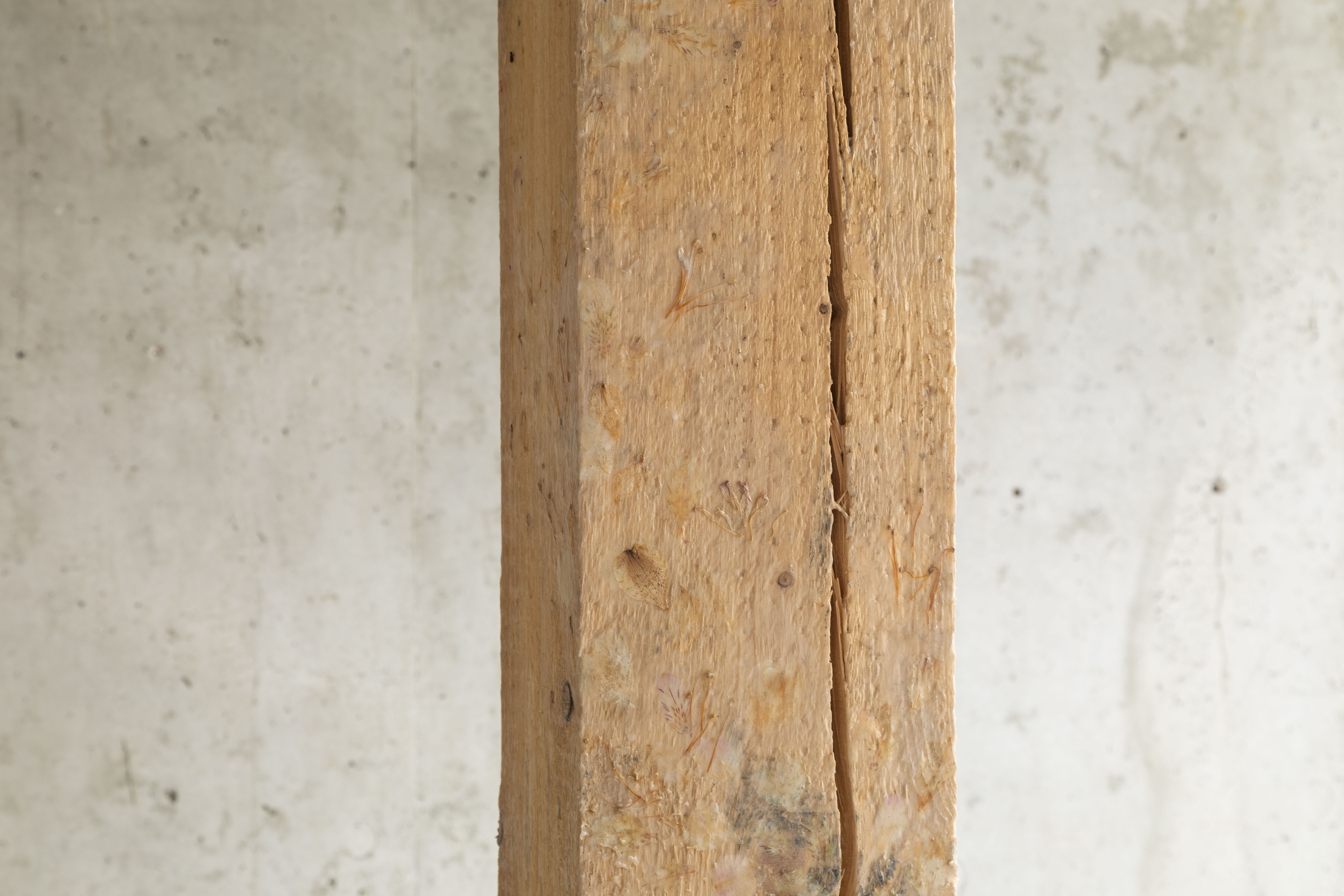 Tornike Gognadze – Delusional Politics, 2023 Wood beam, Inca lily petals, wood glue (Detail)