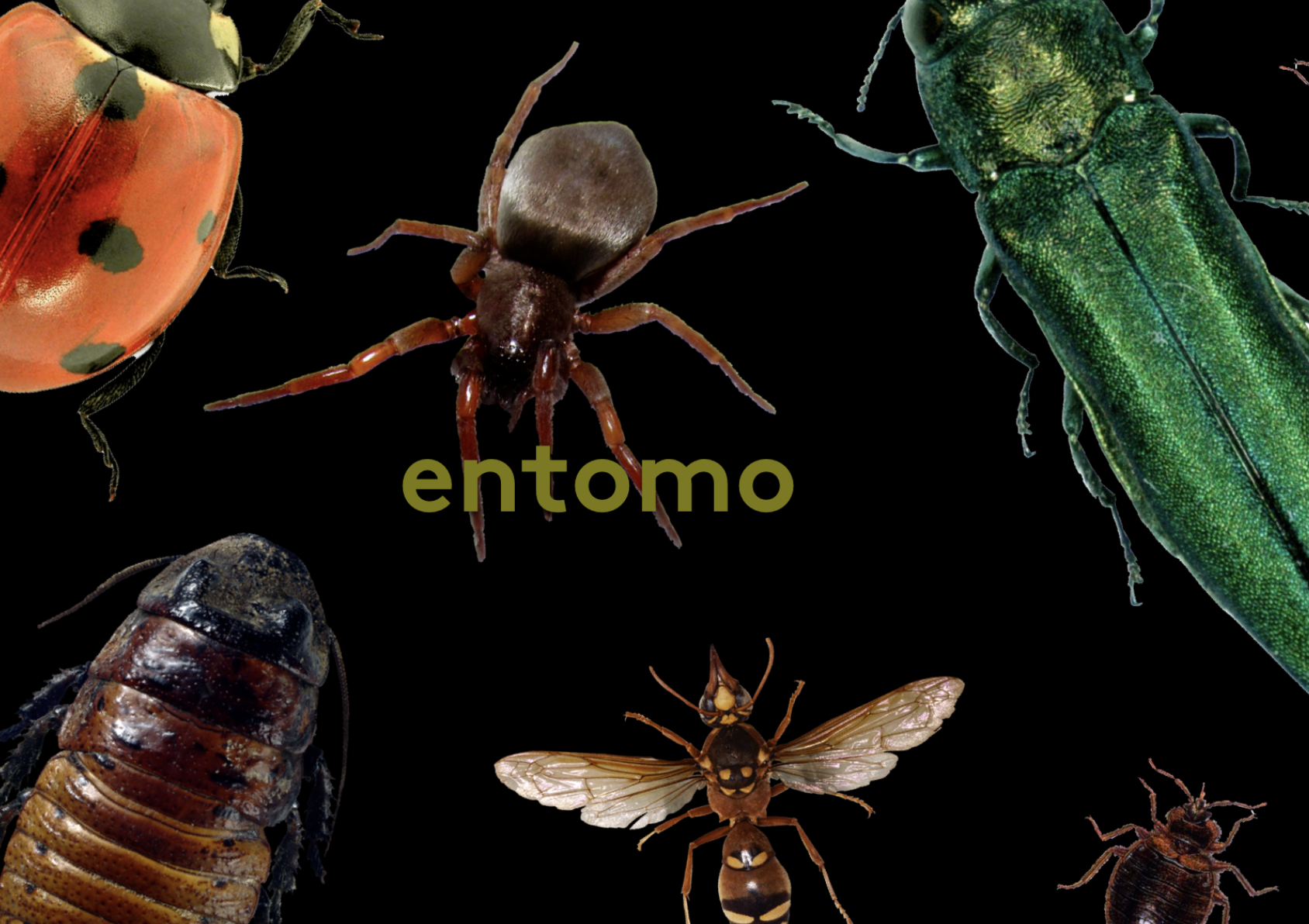 Image represents collage of elements from a project called entomo which includes various overhead images of various bugs