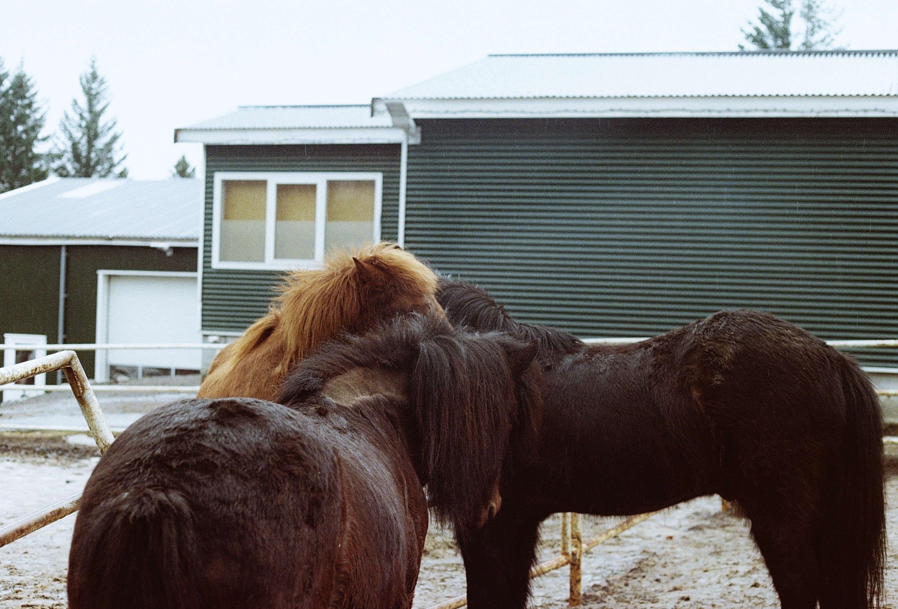 Iceland, 2024, Canon FTb