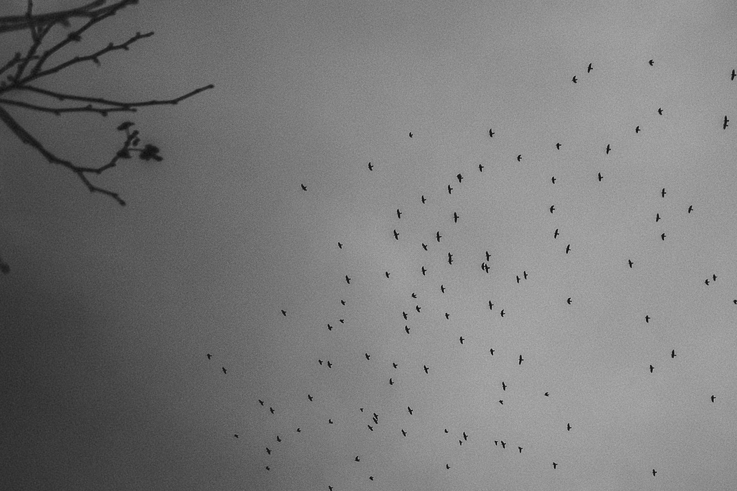 Foto Eurasia viaje Ucrania Kiev cementerio pájaros en el cielo