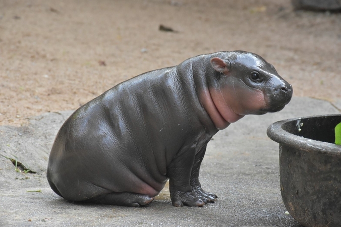 baby hippo 