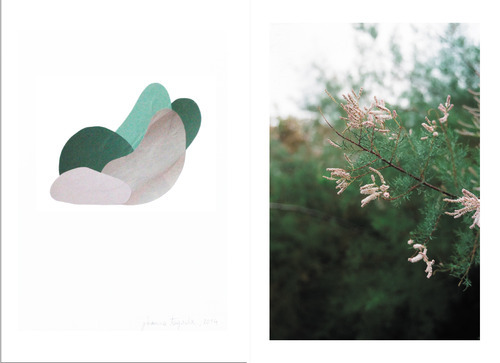 COLLETION VOL IV - The Diary of a Palm Tree