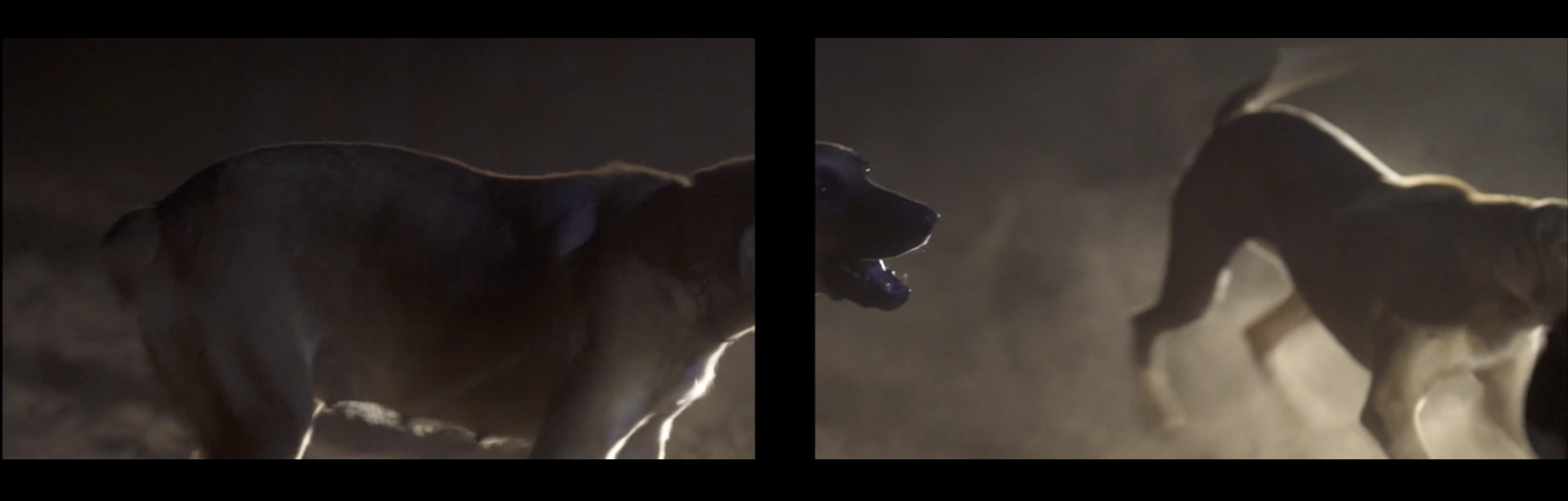 THE BLAZE, RUNAWAY-Video clip by LAURA HENNO directed for THE BLAZE TOUR 2018-2019 ©️ LAURA HENNO-THE BLAZE-Animal 63