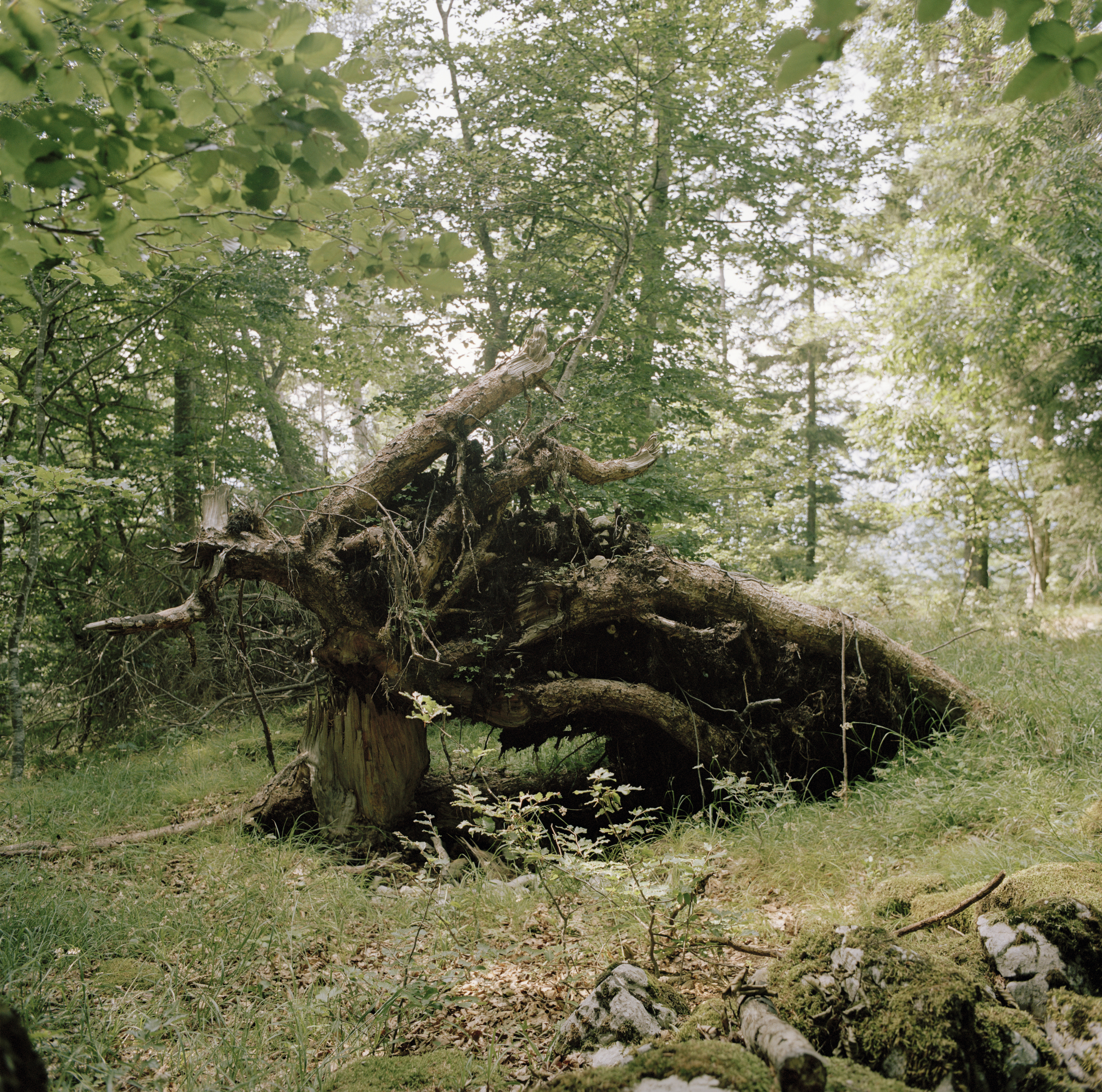 Serrada (Italy) 2021