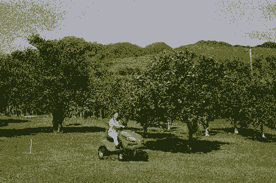 Photo of Savannah mowing a lawn in an orchard.