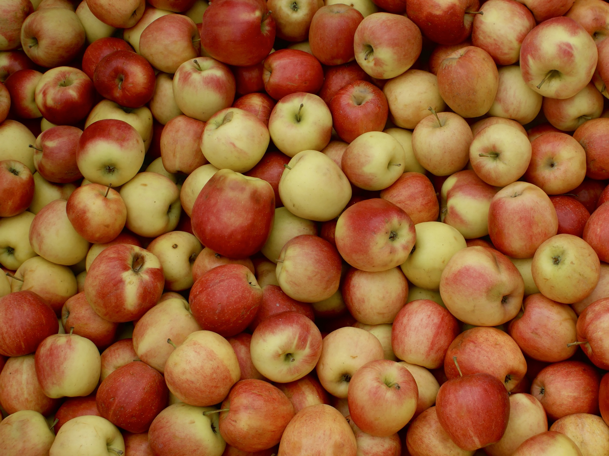 an apple a day, photography, 2021