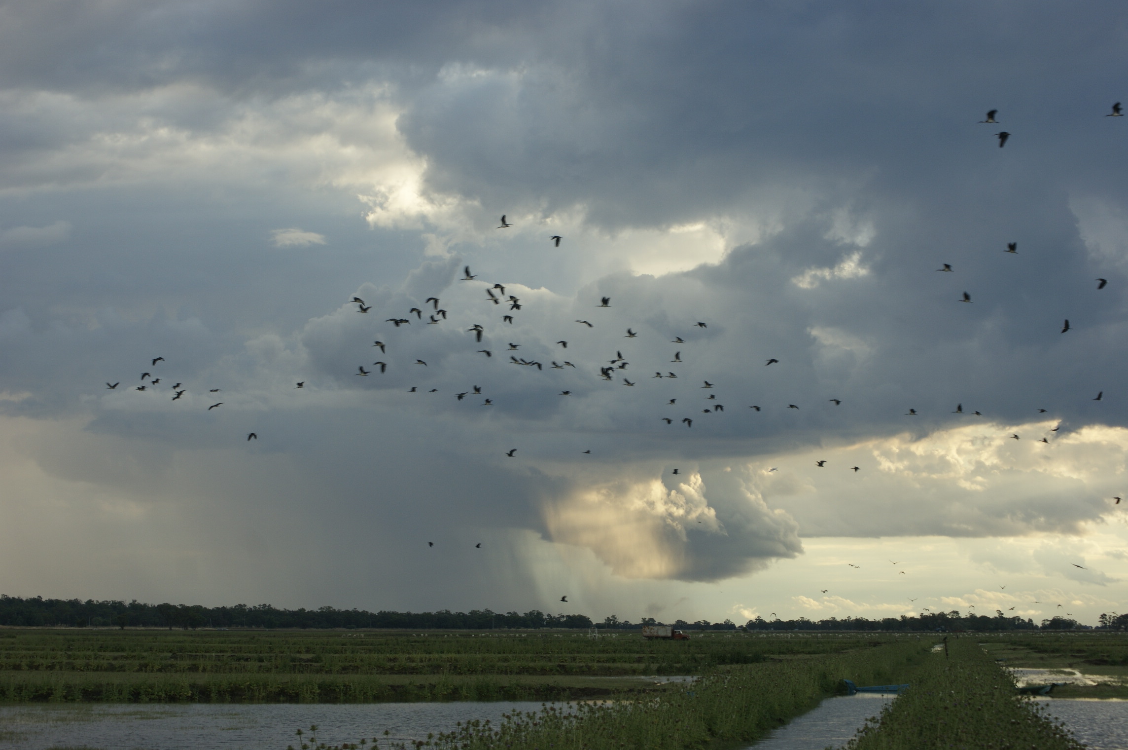  Randall Organic Rice Farm