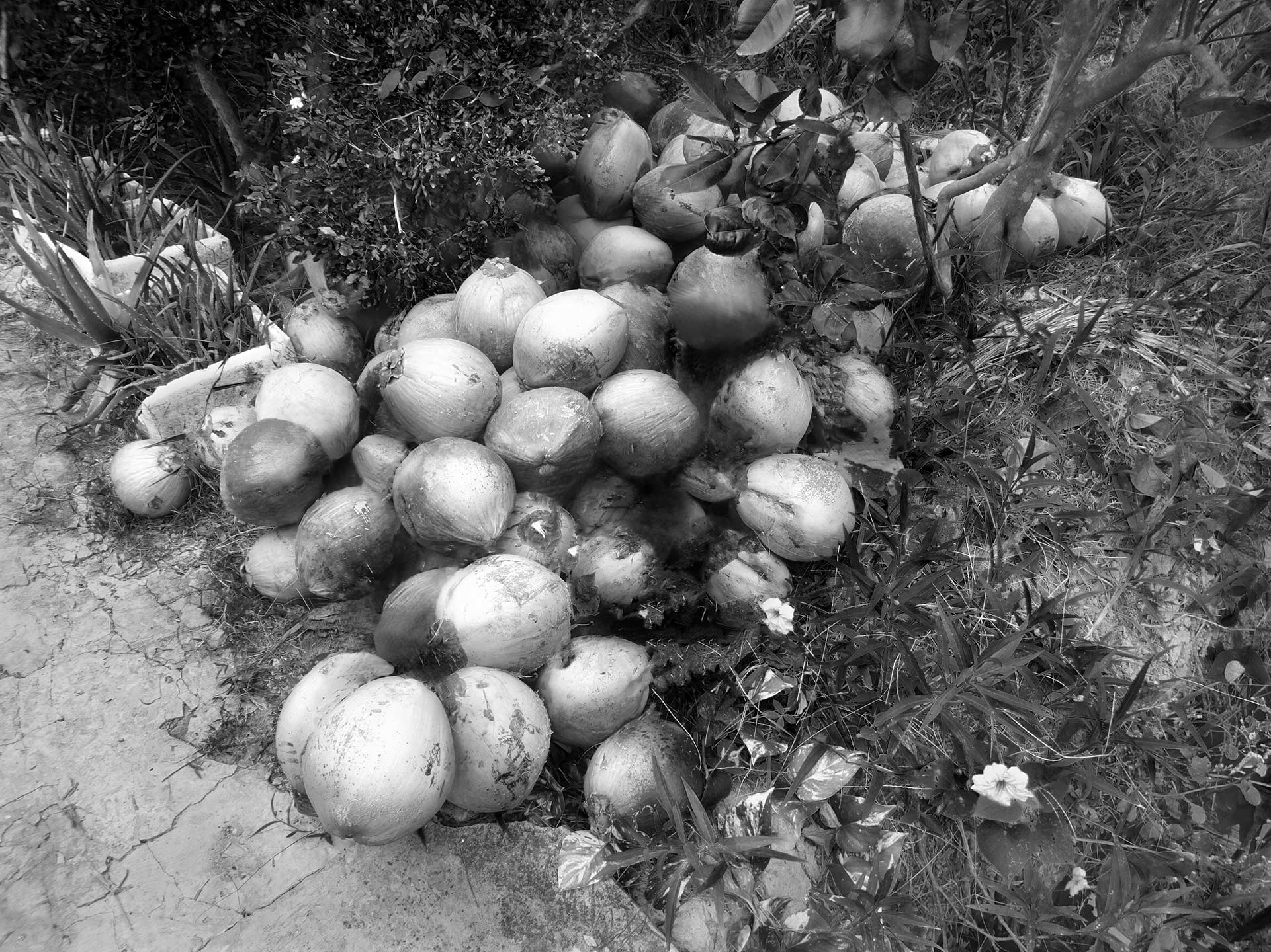 Coconuts 5/5, 2019, carbon print, 20 × 30 cm