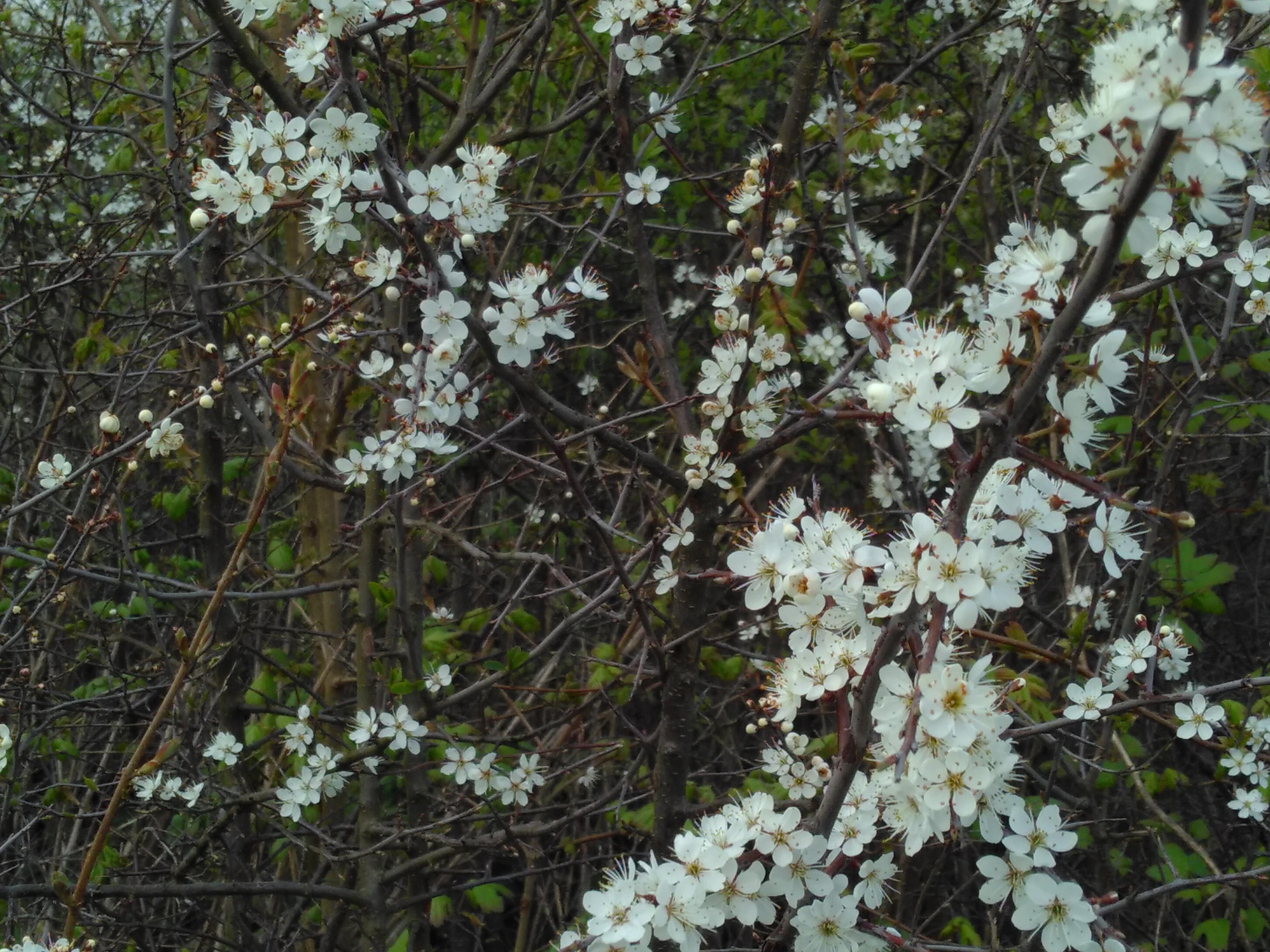 Sleedoornbloesems