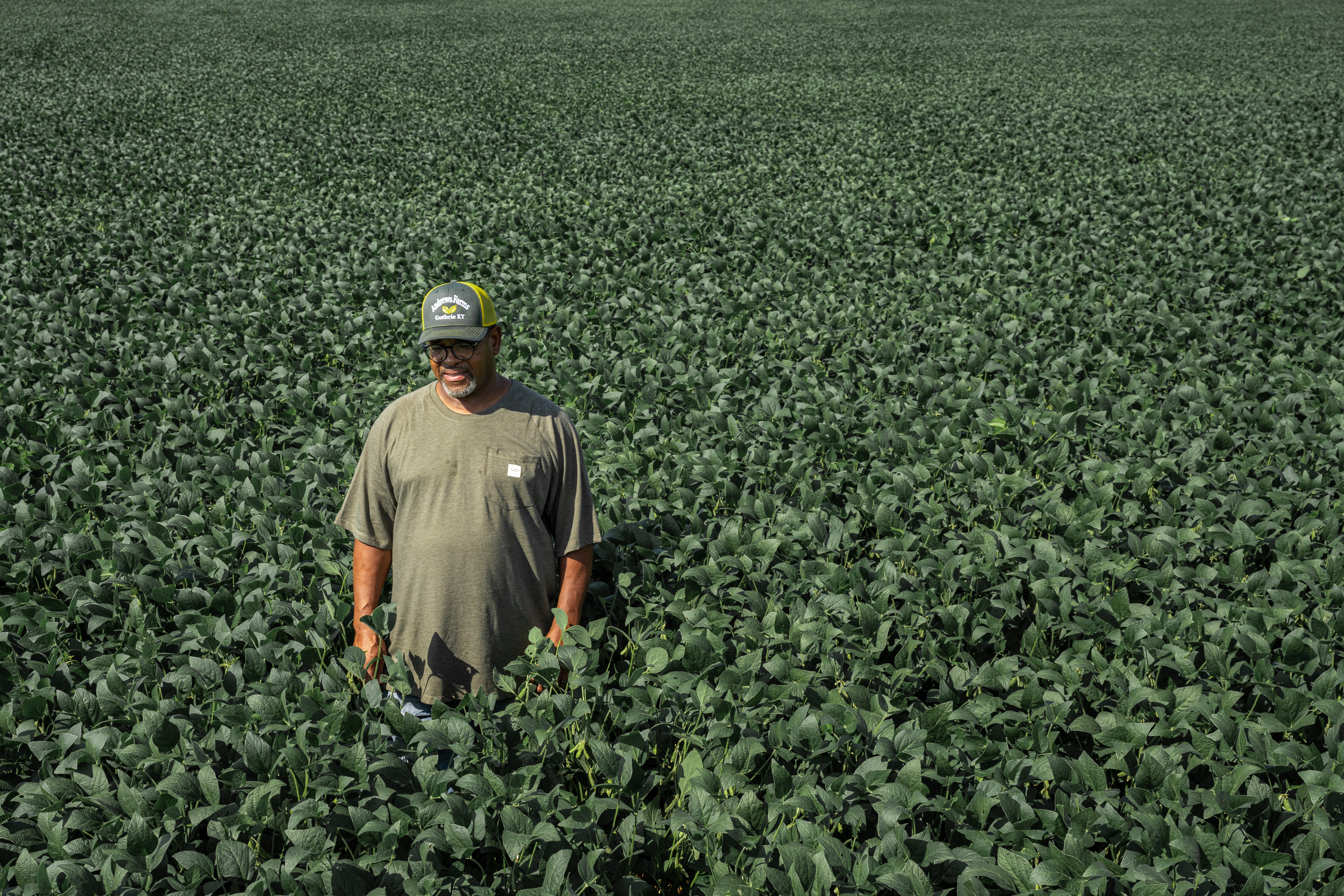 Photo of a lone person with a medium dark skin tone, who wears a green t-shirt, a green baseball hat, and dark rim glasses, standing in the middle of a vast, waist high field of perfectly cultivated plants with dark green leaves, for as far as the eye can see.