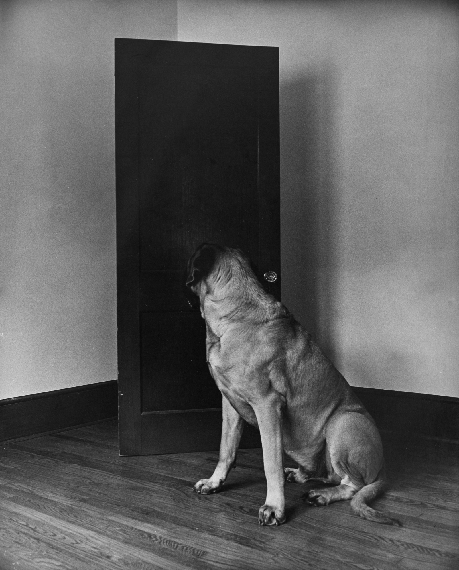 Cerberus Guarding the Last-known Entrance, 16x20" silver gelatin print