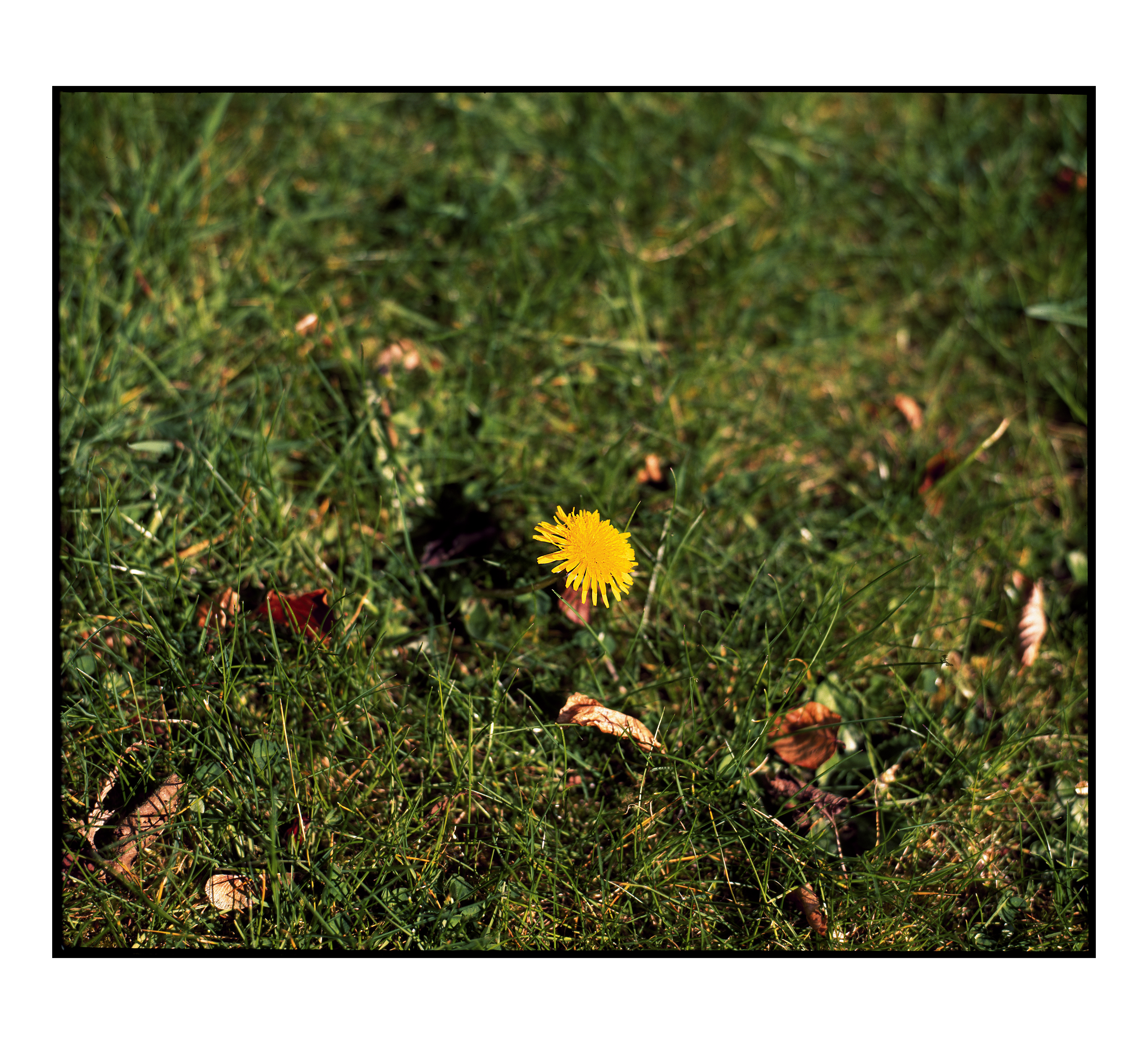 Garden Observation 04
