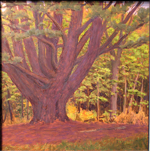 L1.67 - Tobyhanna pine