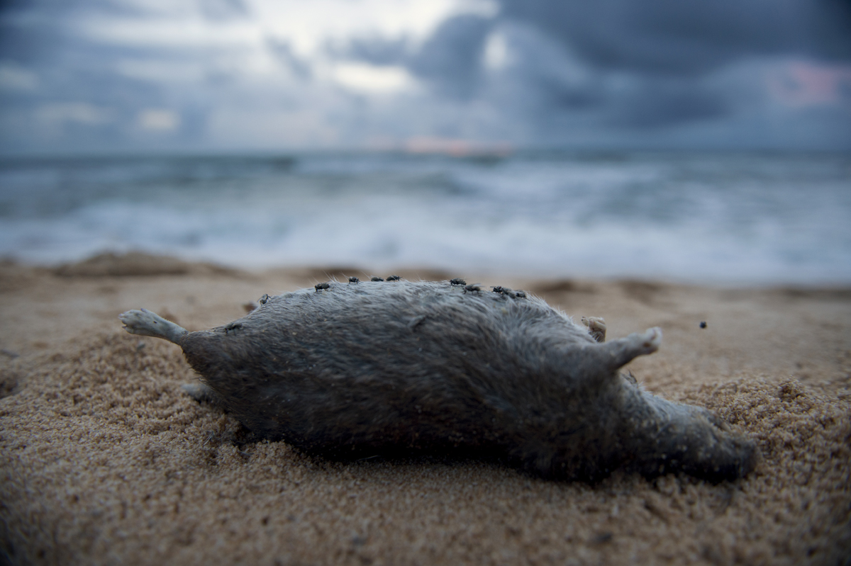 The Jade Emperor Pagoda, Ho Chi Minh City, Vietnam, 2012