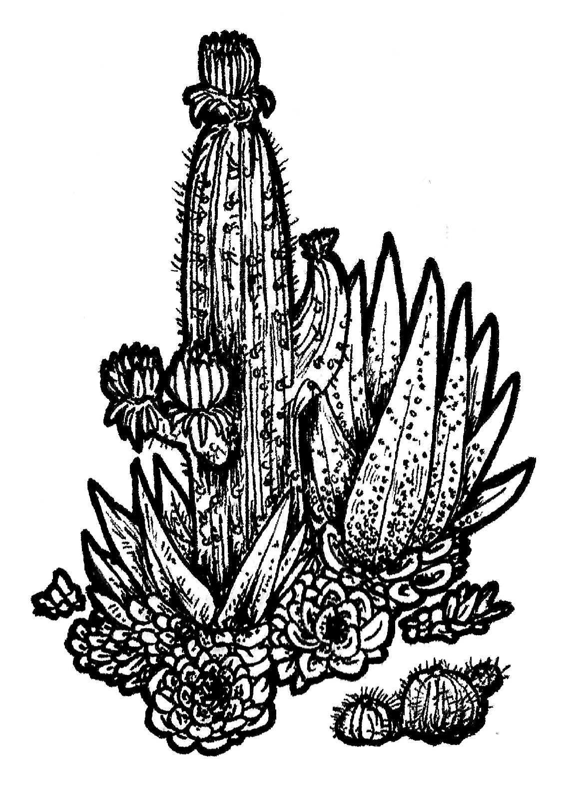 'Succulent' candle illustration