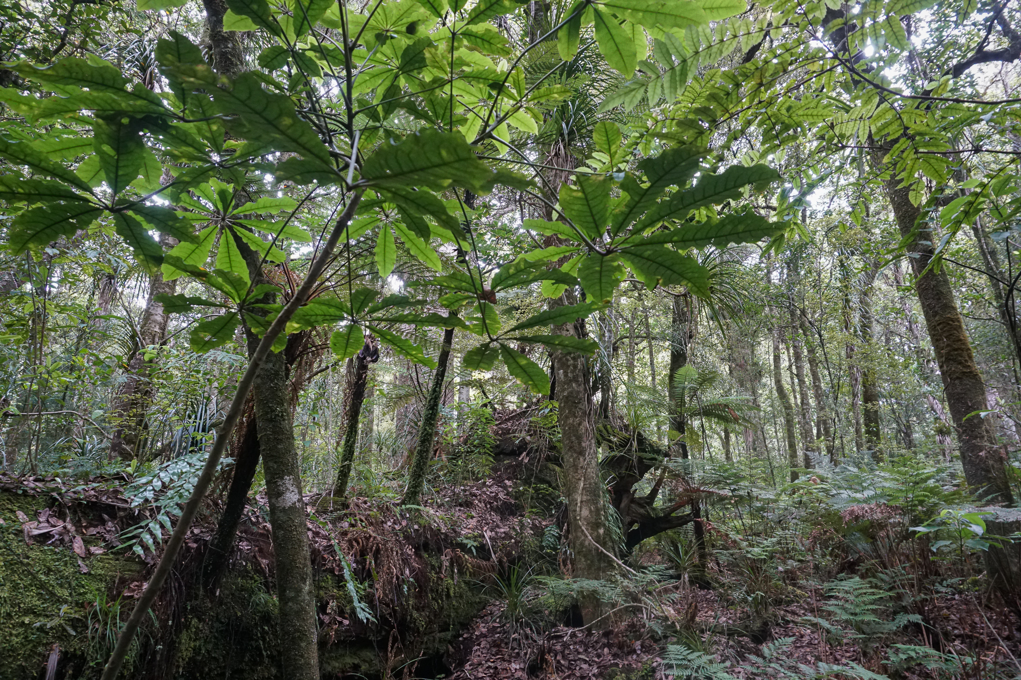 Fallen tree covered by native vegetation, Waipoua ngahere.Photograph by M. H.