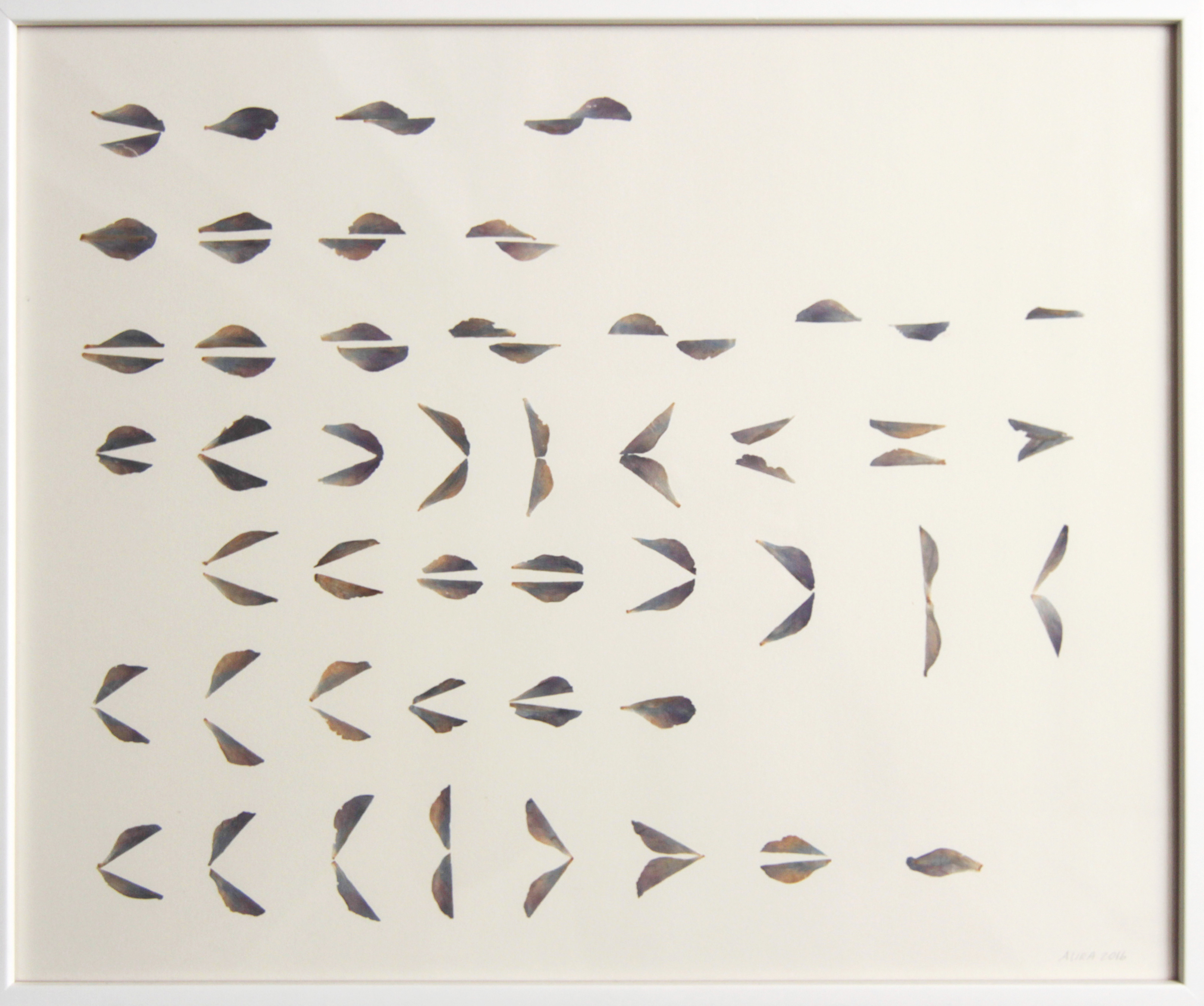 Title: "Flying code", from the series "Drawing on Nature" 2015 Petals on paper. 14"x17" 