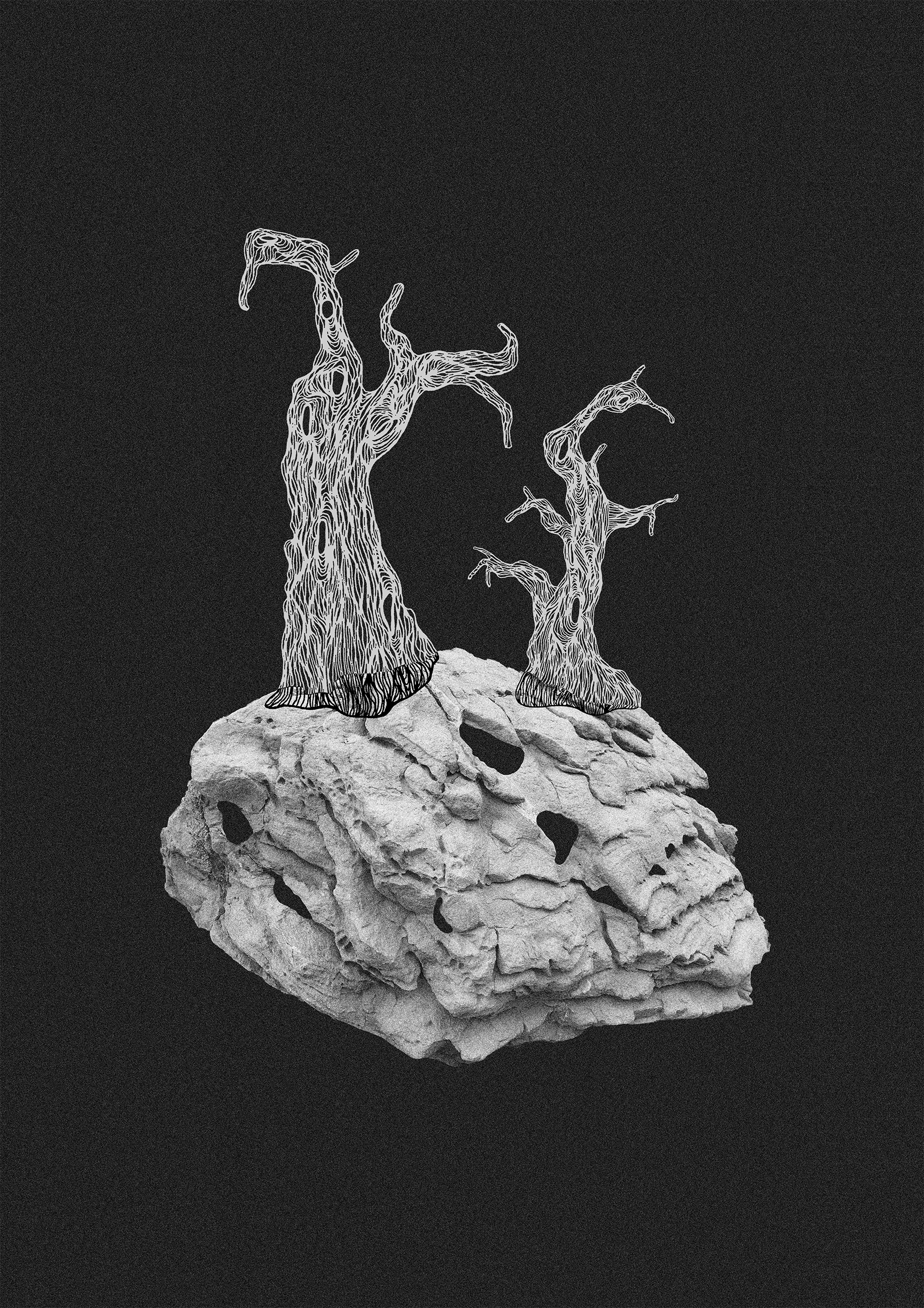 Mallorcan Olive Trees, 2023