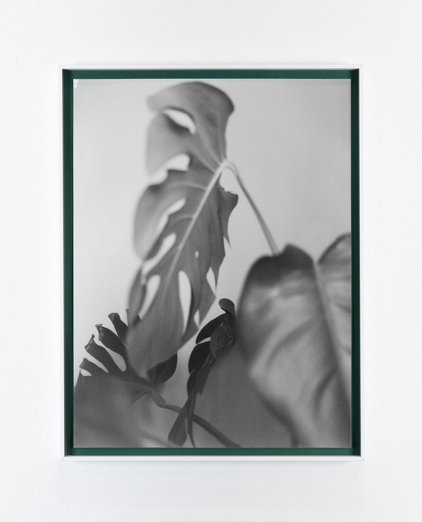 1993 – (#01), 2022. Ed. 1/1. Gelatin silver print framed in aluminum with green colored back mat and museum glass. 41.5 x 31.5 cm. "From a series of portraits of a Monstera that was gifted to my parents the day I was born, still alive and growing today at their house."