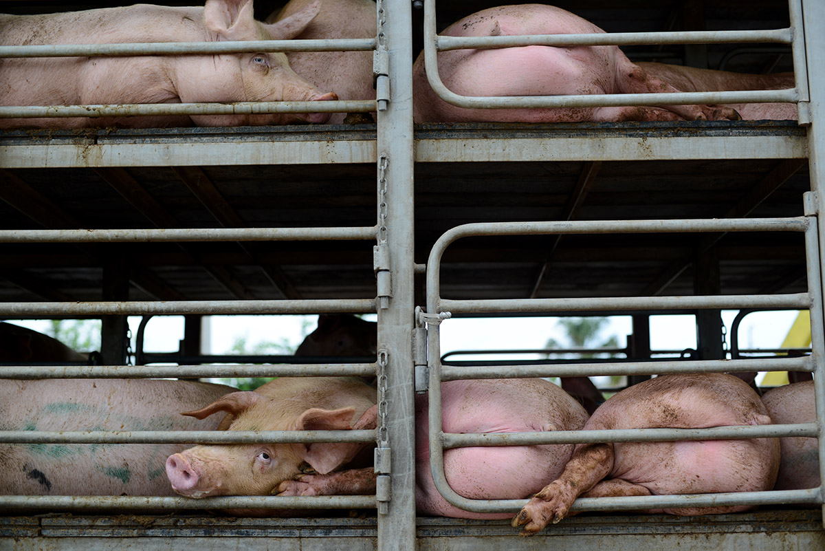 Campeche, Mexico 2014.