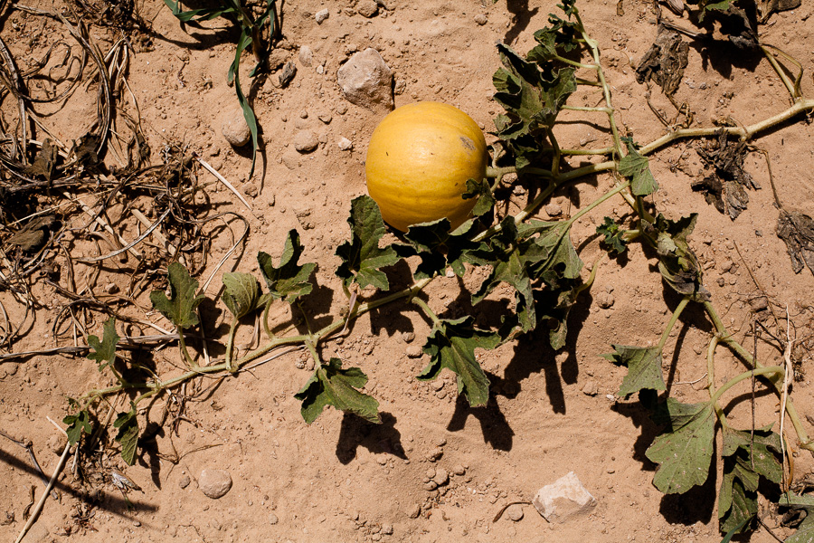 Beit Hanoun, juillet 2012. Action de soutien aux agriculteurs. Melon d'eau poussant de fa&ccedil;on sauvage. Quelques personnes viennent aider &agrave; retirer les tuyaux d'irrigation d'un champ en friche proche de la buffer zone. La buffer zone est une bande de terre de parfois plus de 1km s&eacute;parant la fronti&egrave;re des fermes. Les isra&eacute;liens l'ont mise en place au d&eacute;triment des fermiers qui y poss&eacute;daient des cultures. Ils tirent &agrave; vue sur quiconque s'aventure dans cette zone.