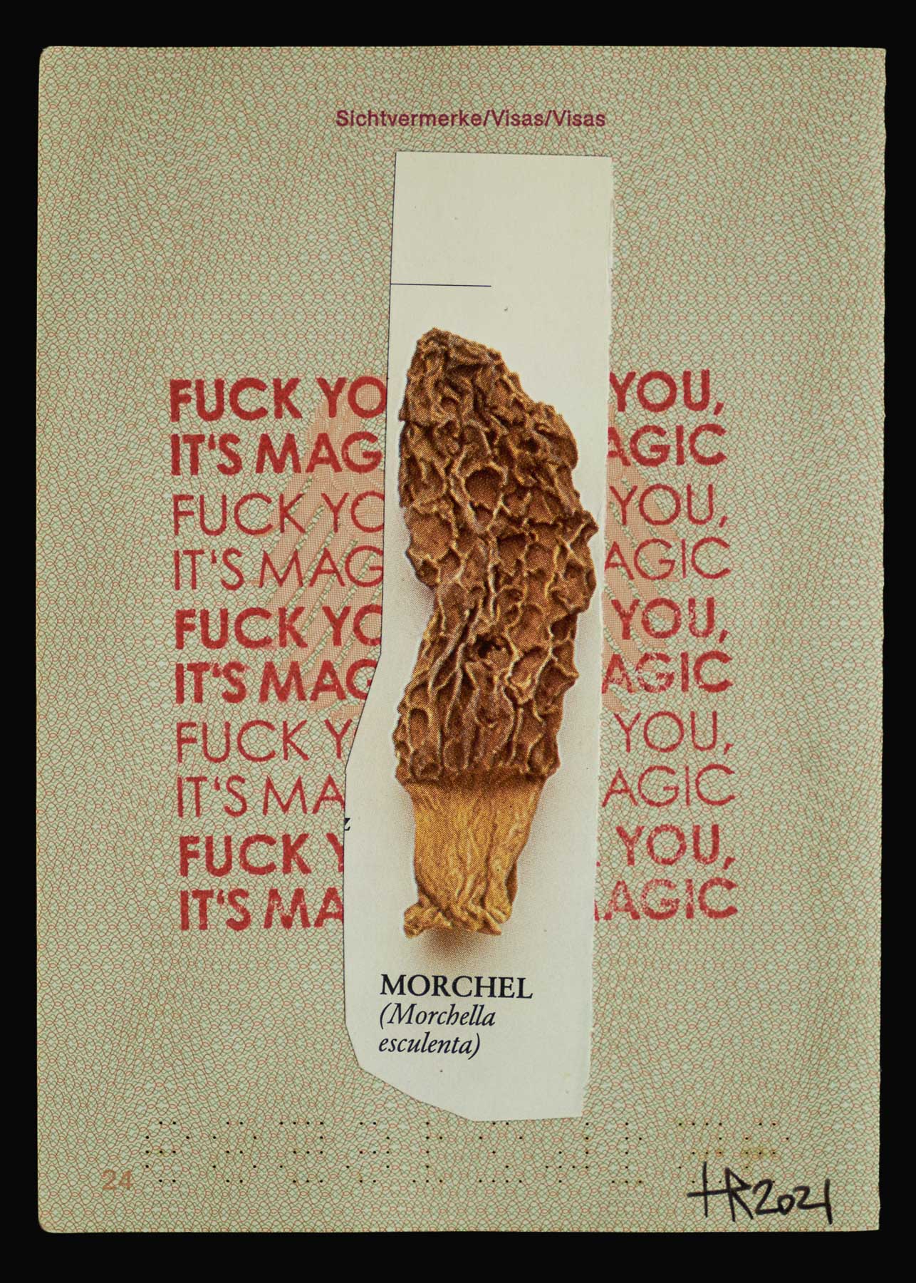 morchel morchella esculenta