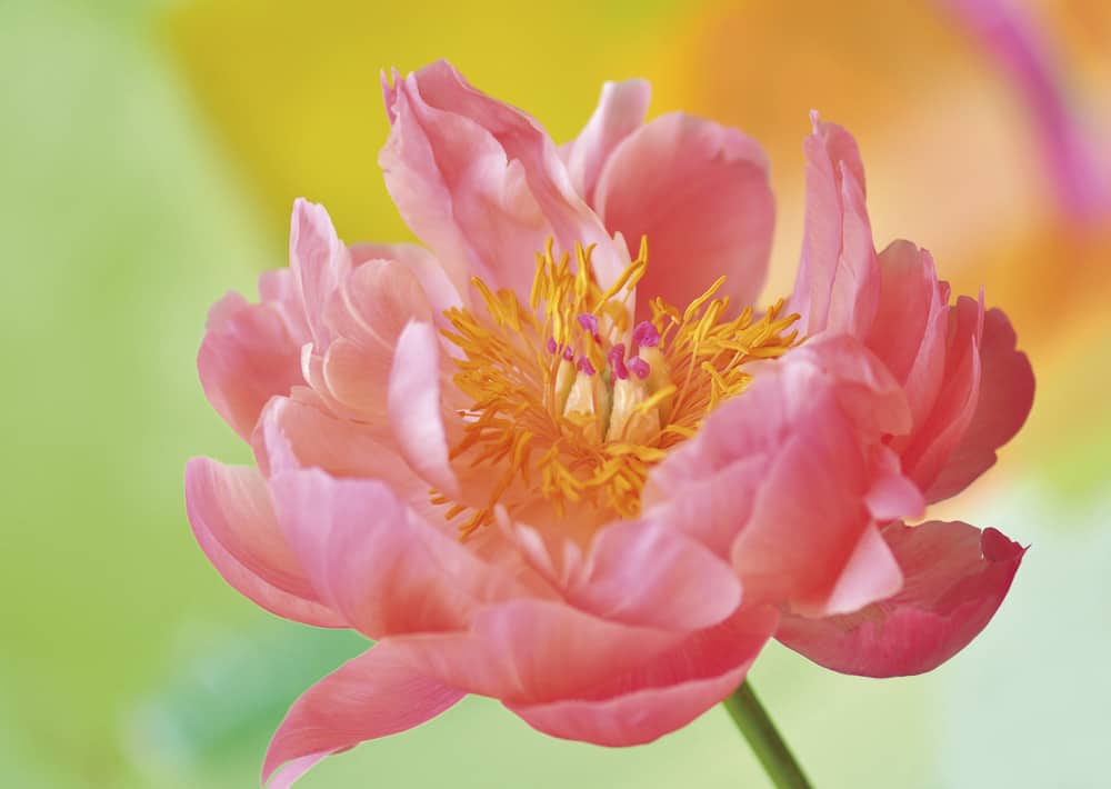 Nr. 121 Pfingstrose / Paeonia