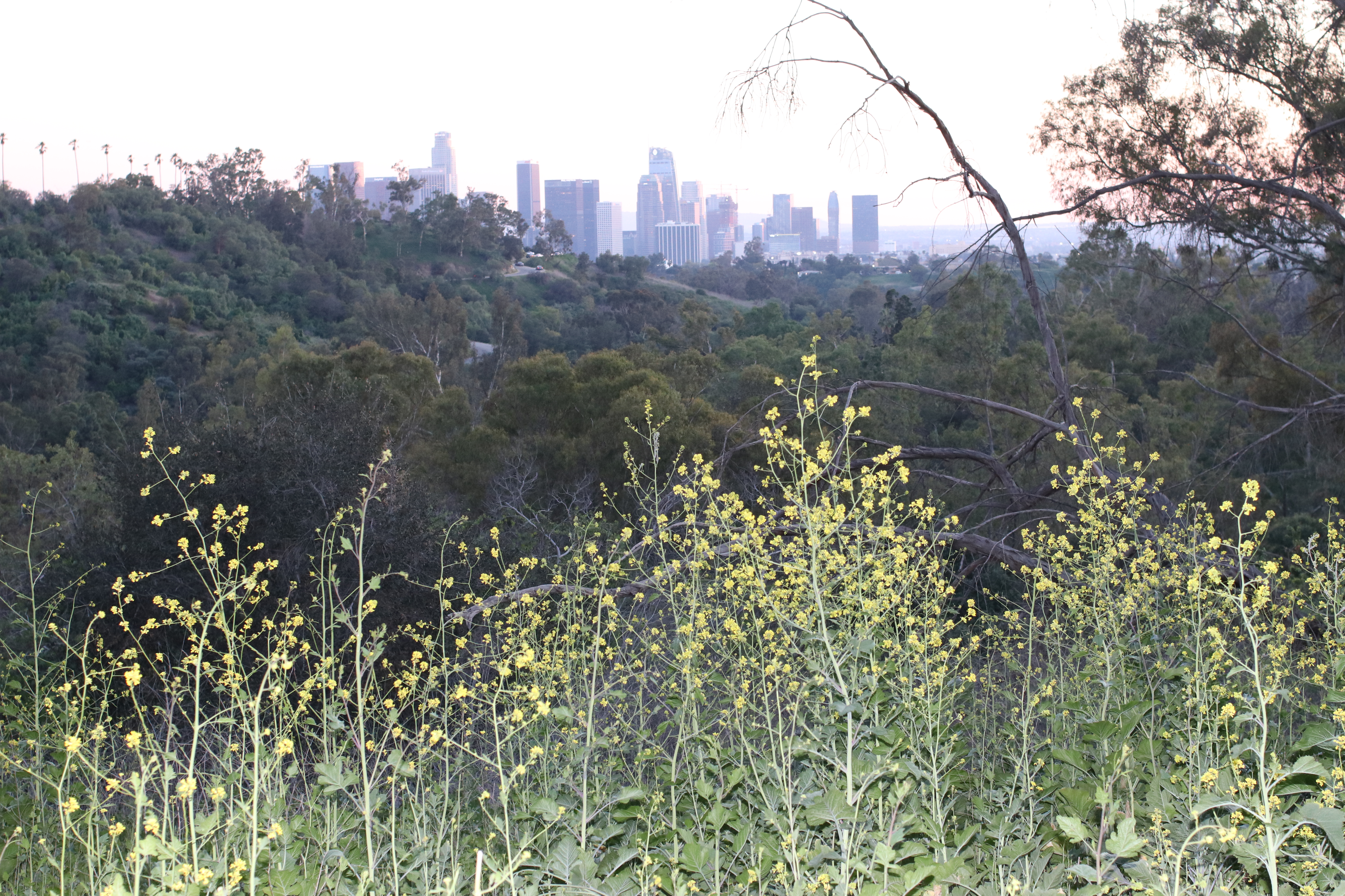 Wild mustard growing on the hill