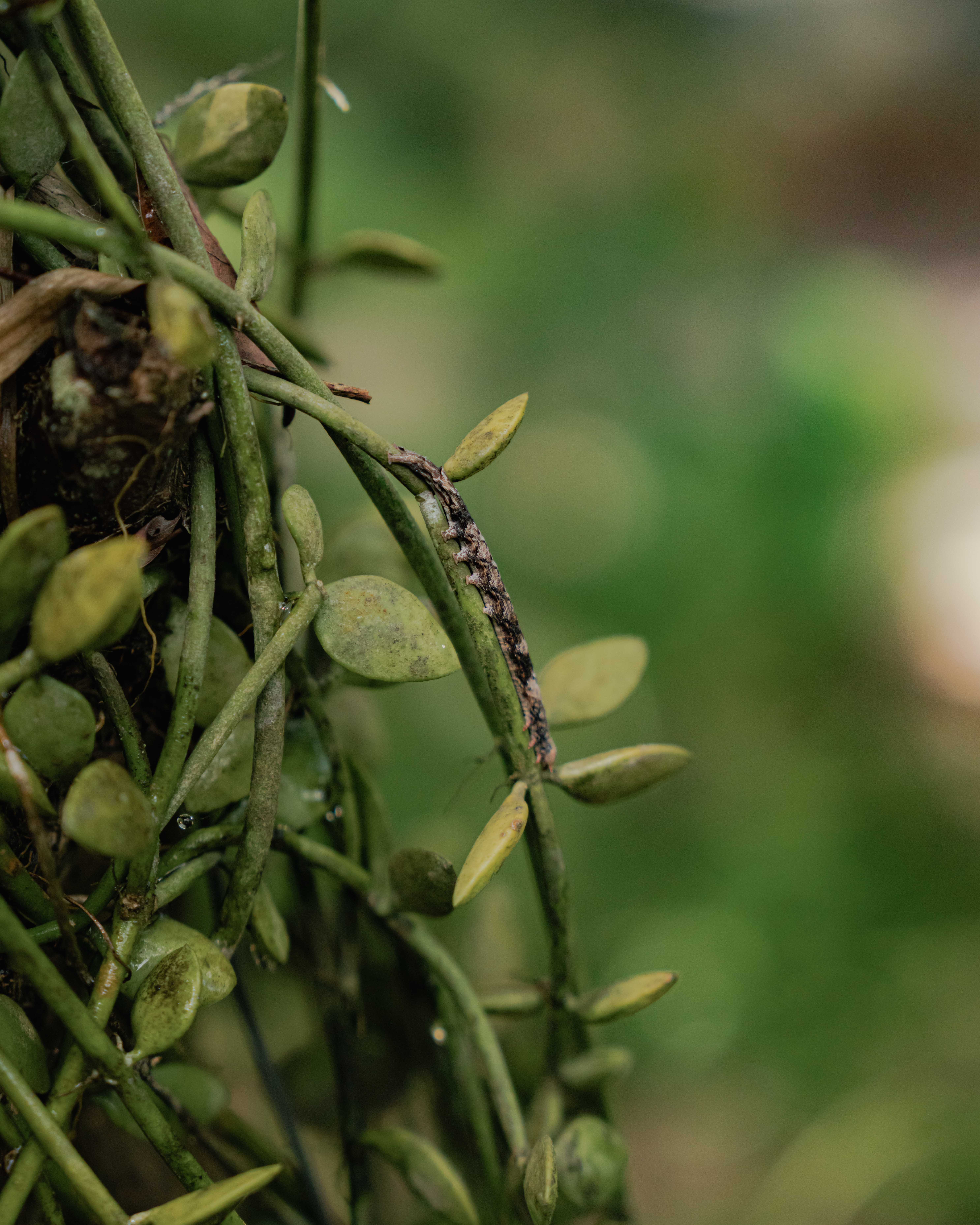 The Lung Fu Shan Herb Garden - FT Weekend