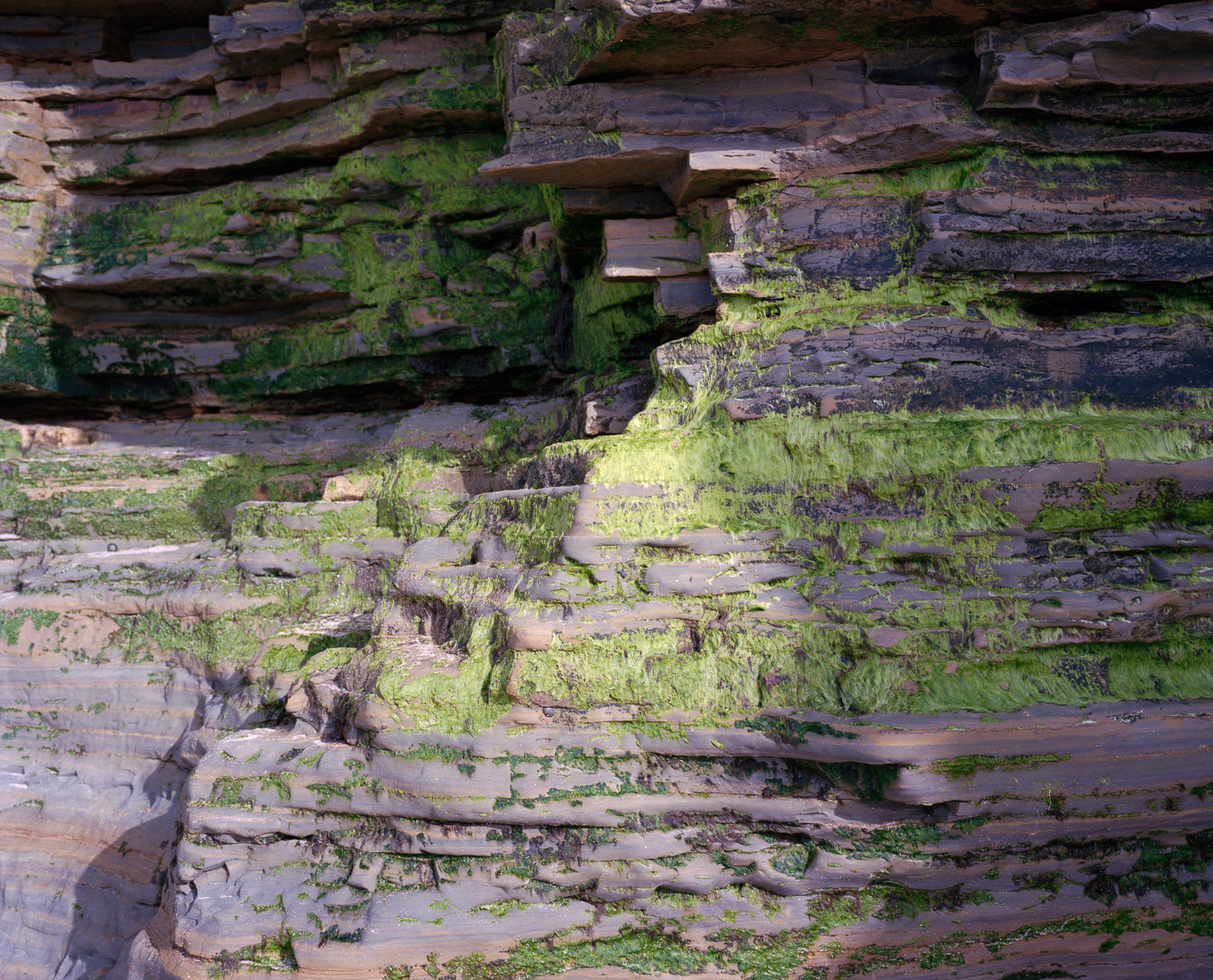 Untitled (Cliff with Algae), 2021